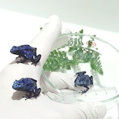 【3匹セット】コバルトヤドクガエル　Dendrobates azureus