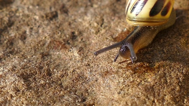 動画素材 カタツムリ 軟体動物 自然 食品 動物 ブラウン シェル 野生動物 外骨格 ハードシェル 動画素材提供 動画素材 カタツムリ 軟体動物 自然 食品 動物 ブラウン シェル 野生動物 外骨格 ハードシェル 動画素材提供