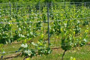 Domaine Toi Bacchus 2025 750ml