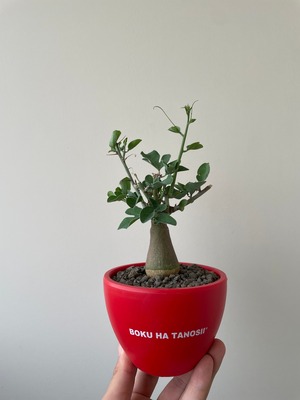 【新着】Adenia spinosa × ボクタノ鉢【BOKU HA TANOSII】アデニア スピノーサ_1