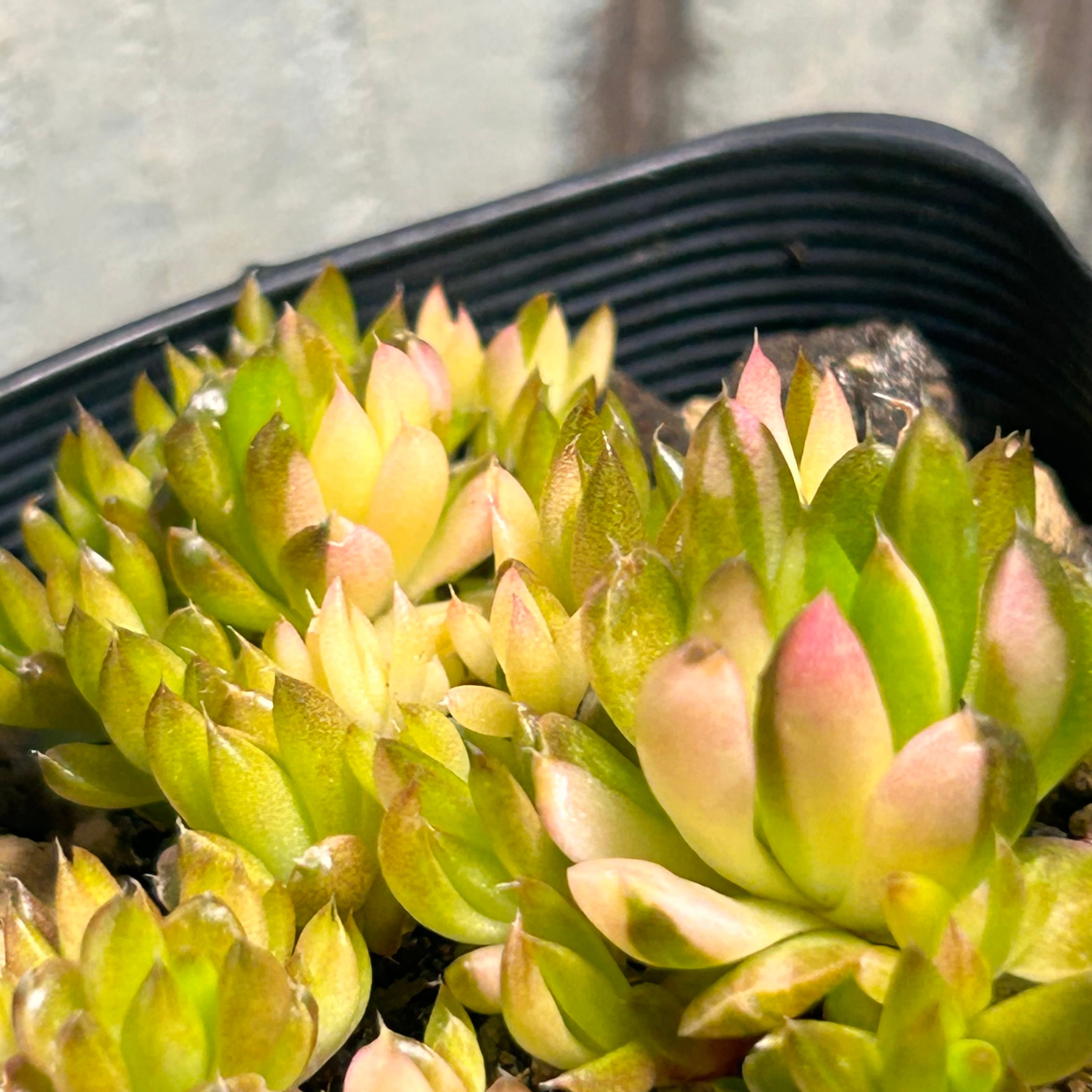 錦 | RuPo 多肉植物専門店
