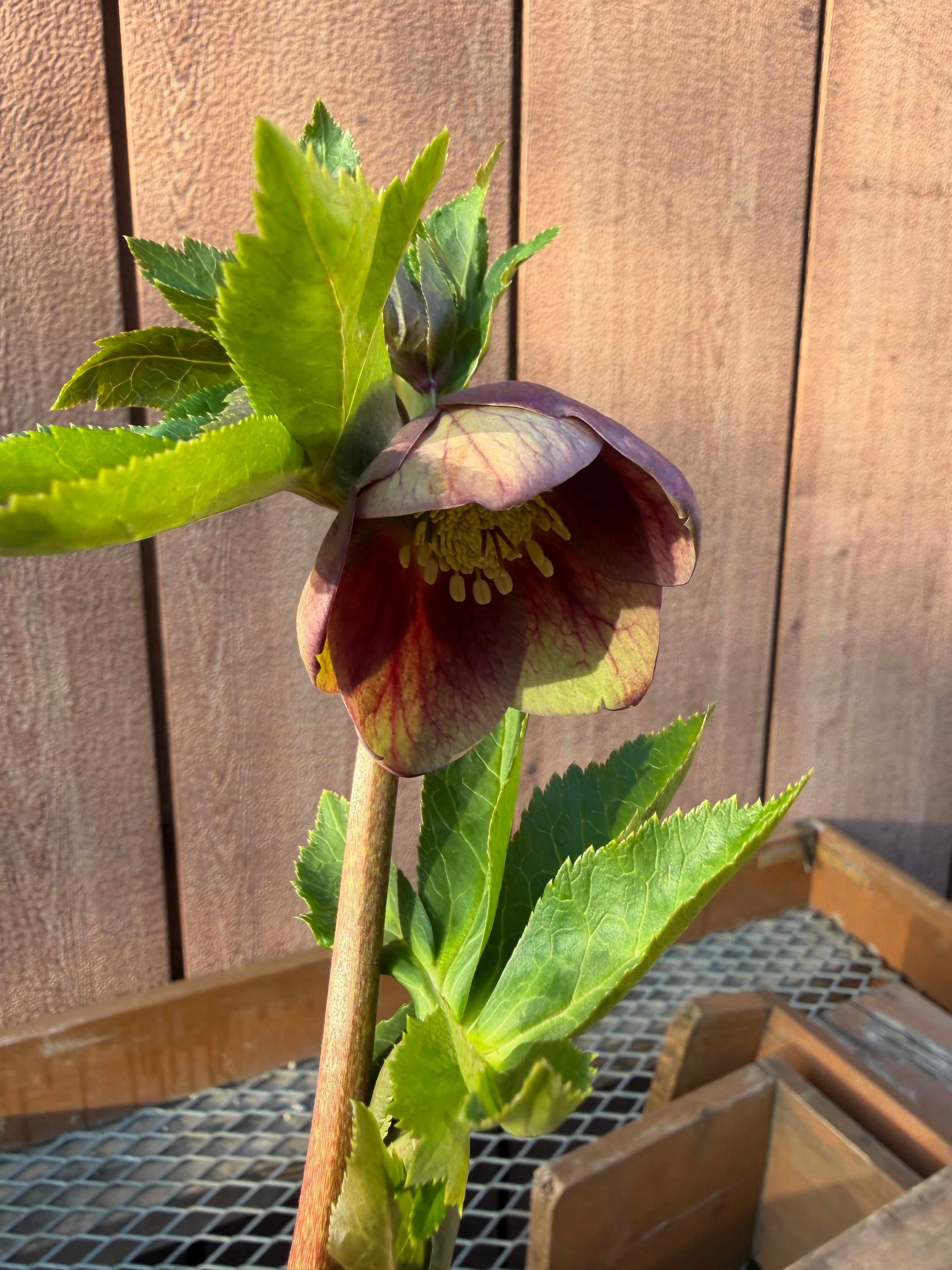 グリーンパステリッシュストレイン 大和園 クリスマスローズ【Ya07