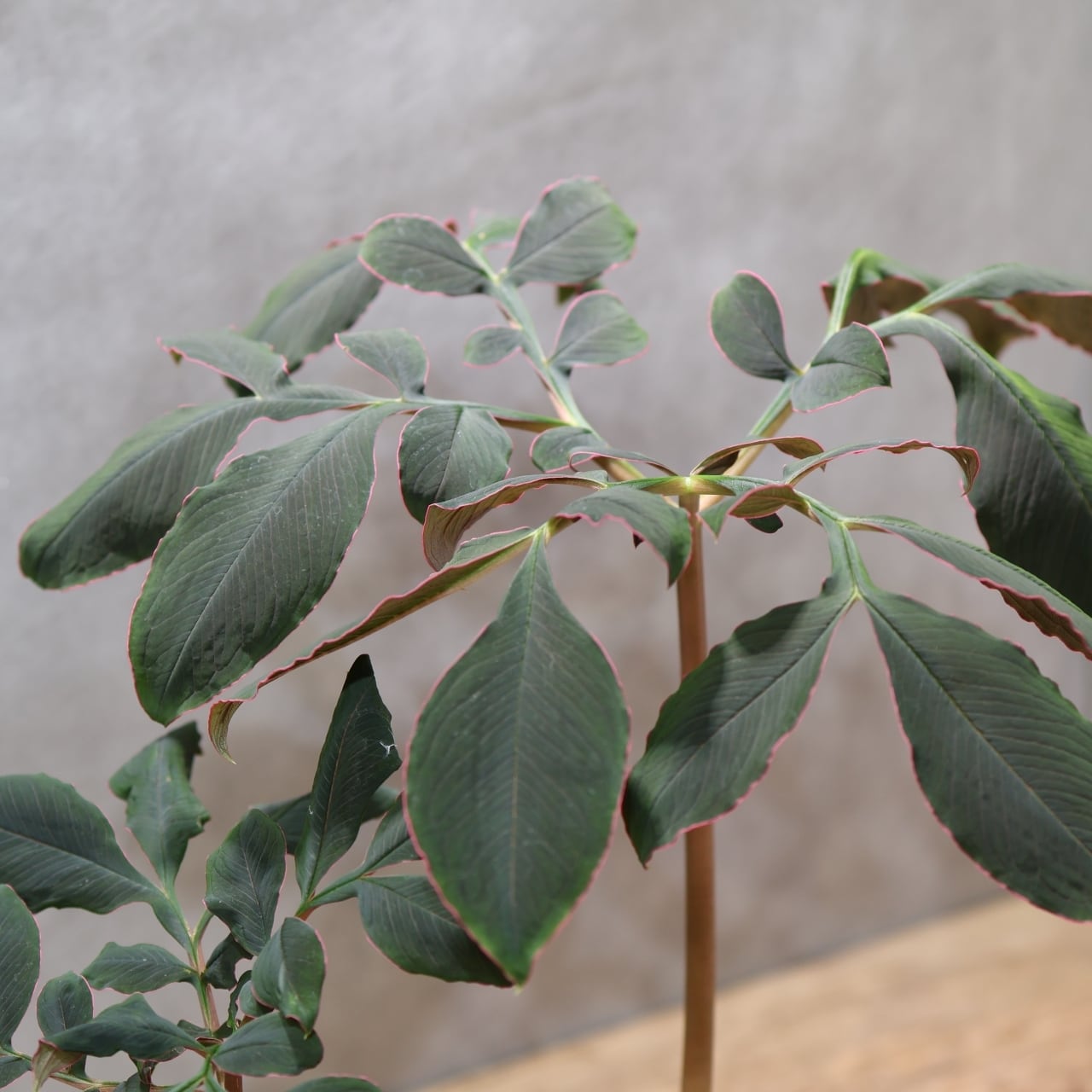 333 怪植物の美『アモルフォファルス・アトロビリディス』観葉植物