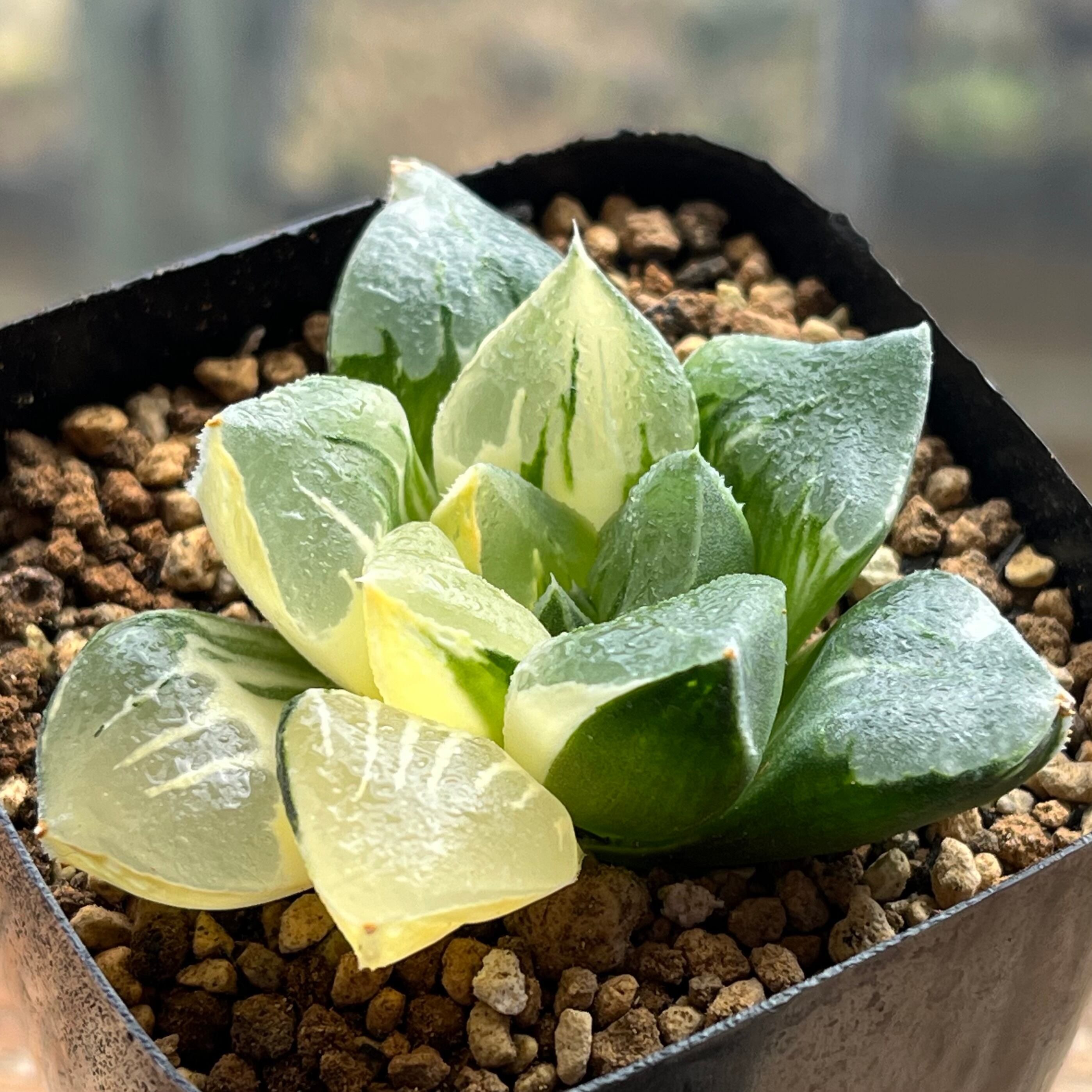 31d ハオルチア　多肉植物　ピグマエアミュータント実生錦　自家繁殖 ハオルチア ピグマエアミュータント実生 特異株 | mocono_plants