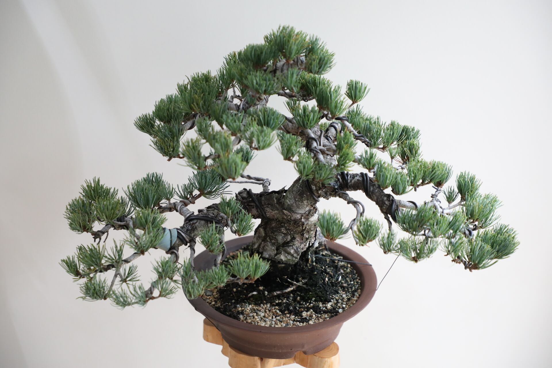 M】五葉松 盆栽 ※推定樹齢45年/Japanese white pine bonsai | 【厳選