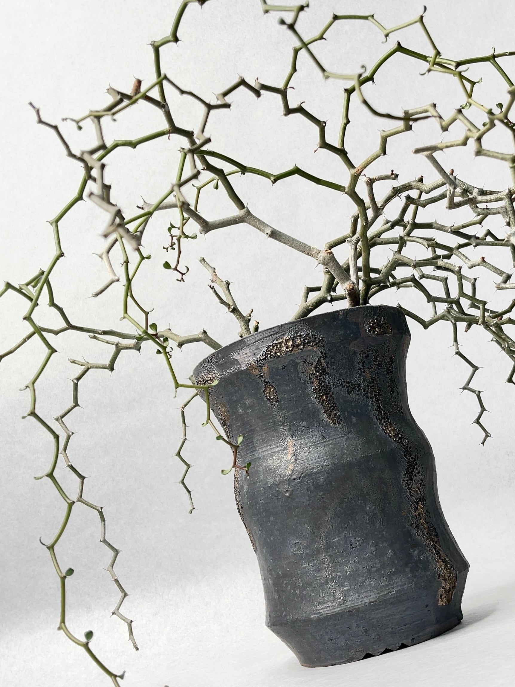 デカリア・マダガスカルカリエンシス