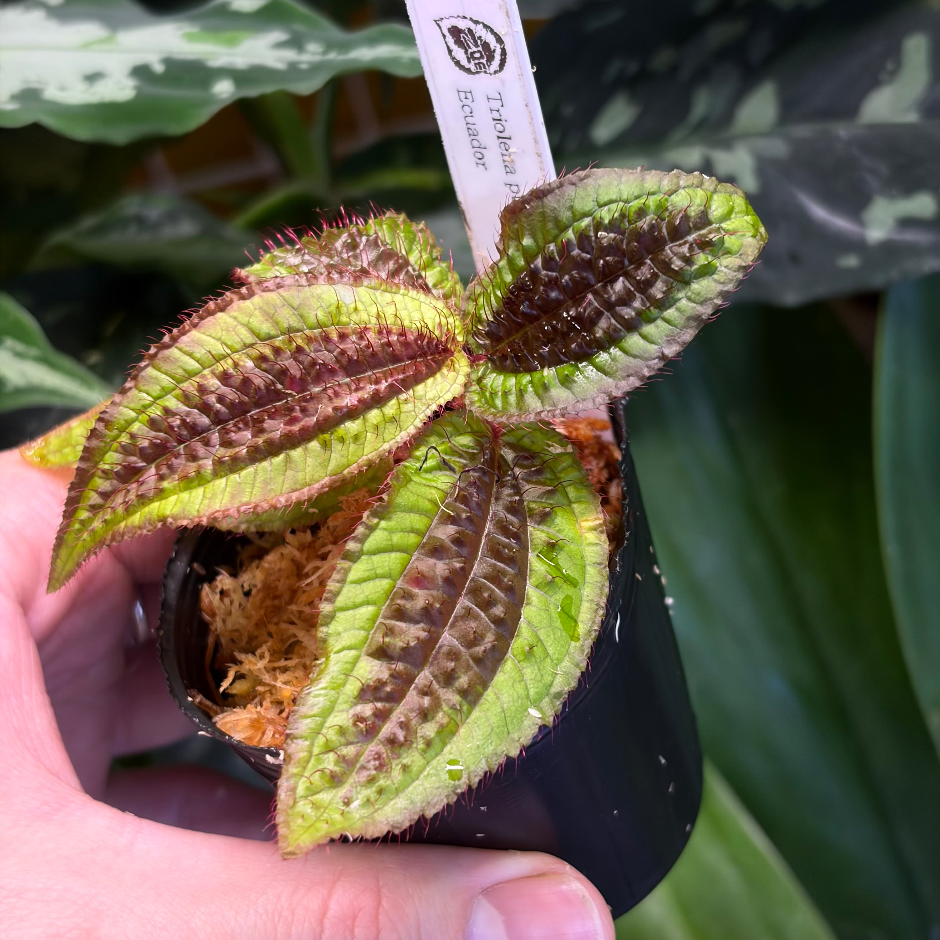 Homalomena sp. 花緑青 Tapanuli Selatan 【ZOE1025-4p】 銀葉細葉個体