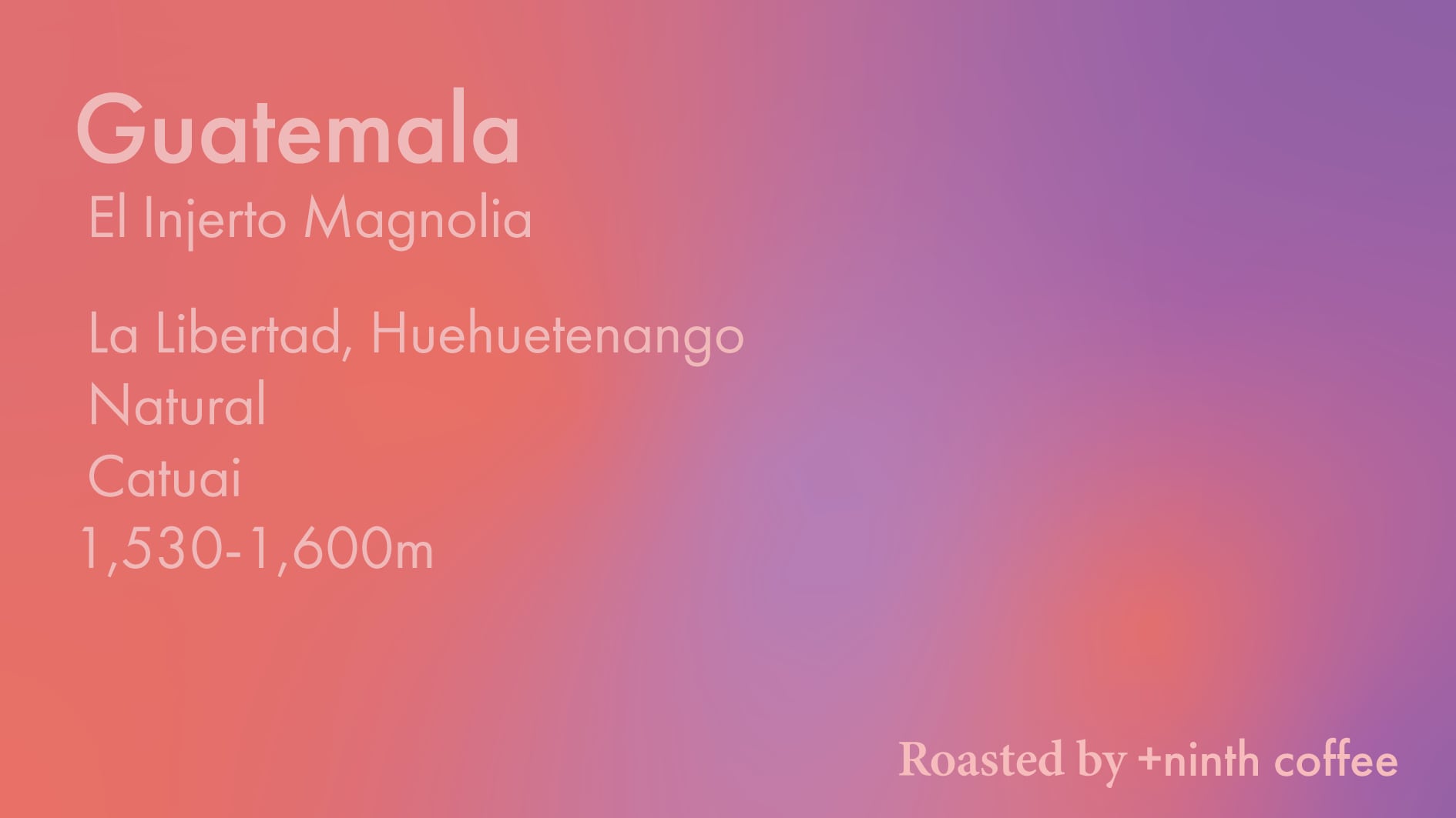 Guatemala El Injerto Magnolia, Catuai - Natural