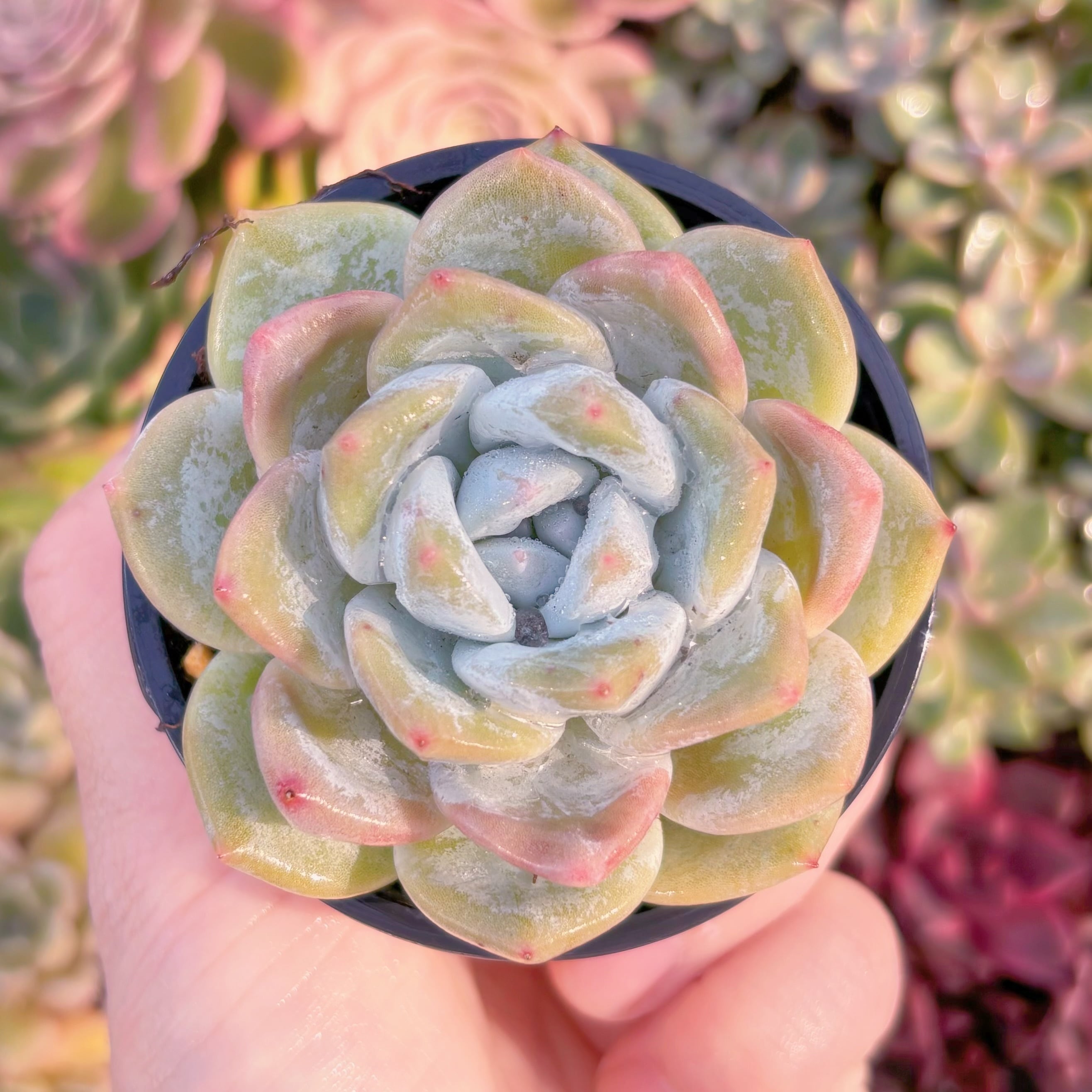 現品　ジャムアンジュ#C51　るる農園