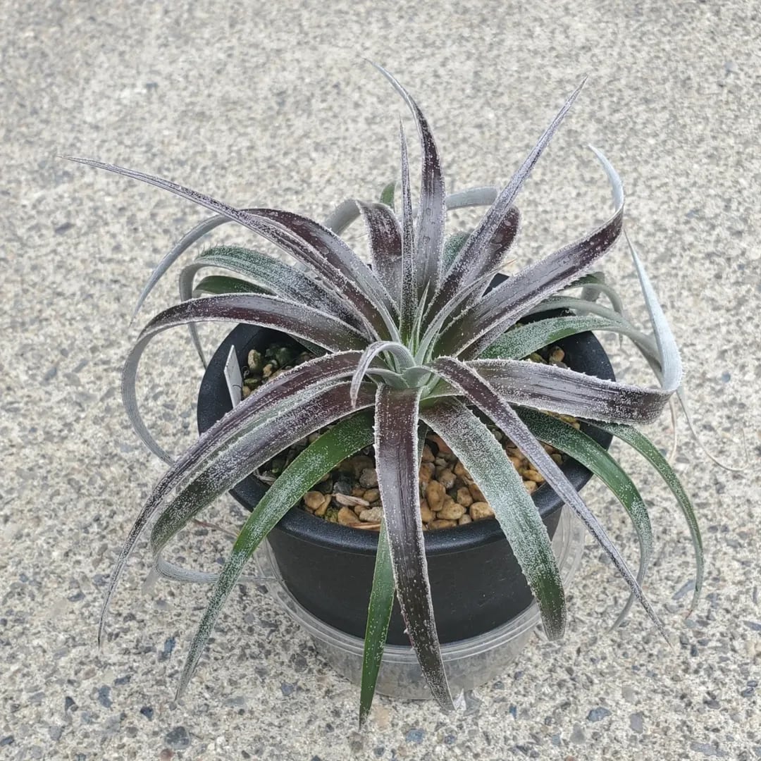 F00300_【XDT0009】xDyctia (Dyckia 'Arizona' x Hechtia glomerata