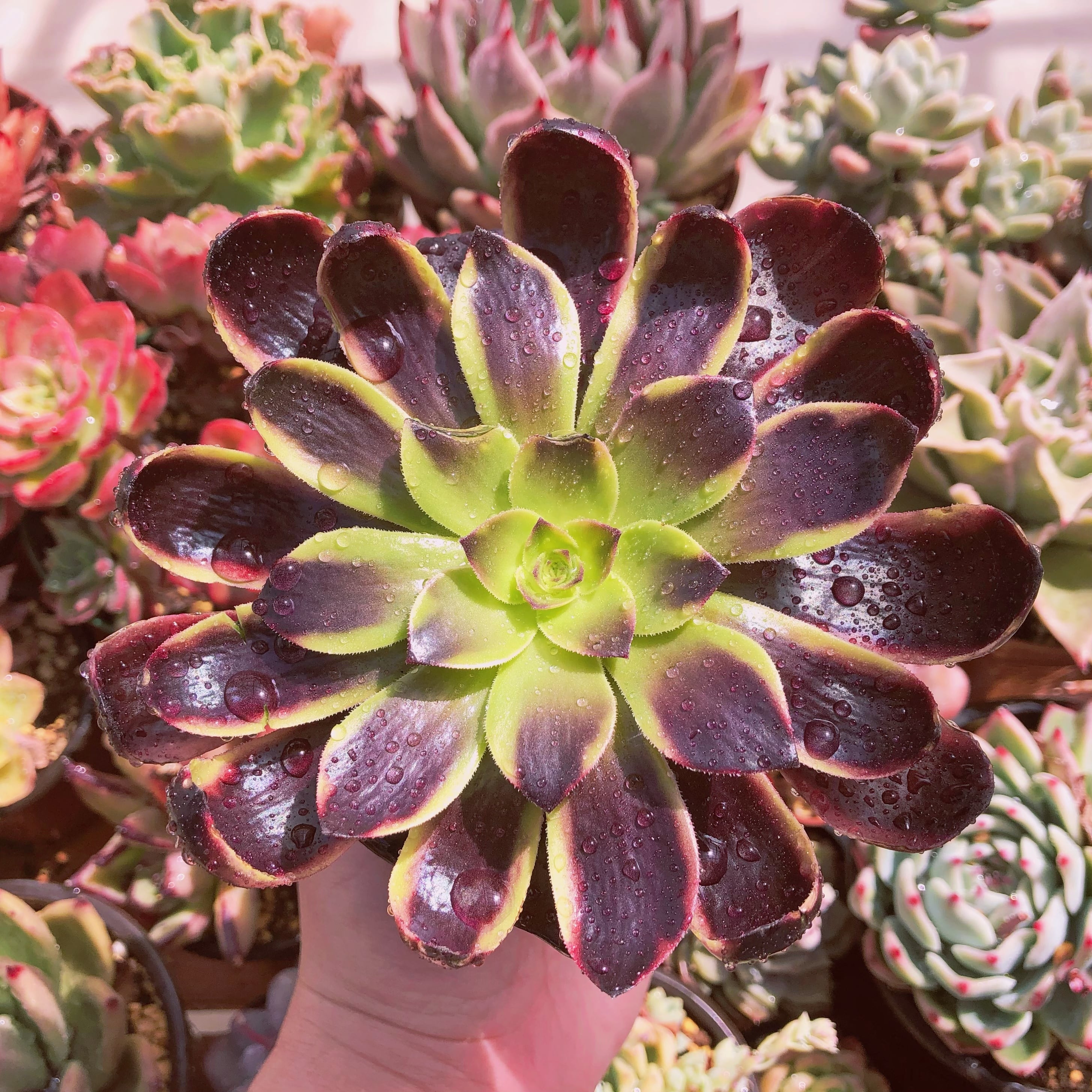 超レア　多肉植物　ベルベット錦　子株付き 小傷あり