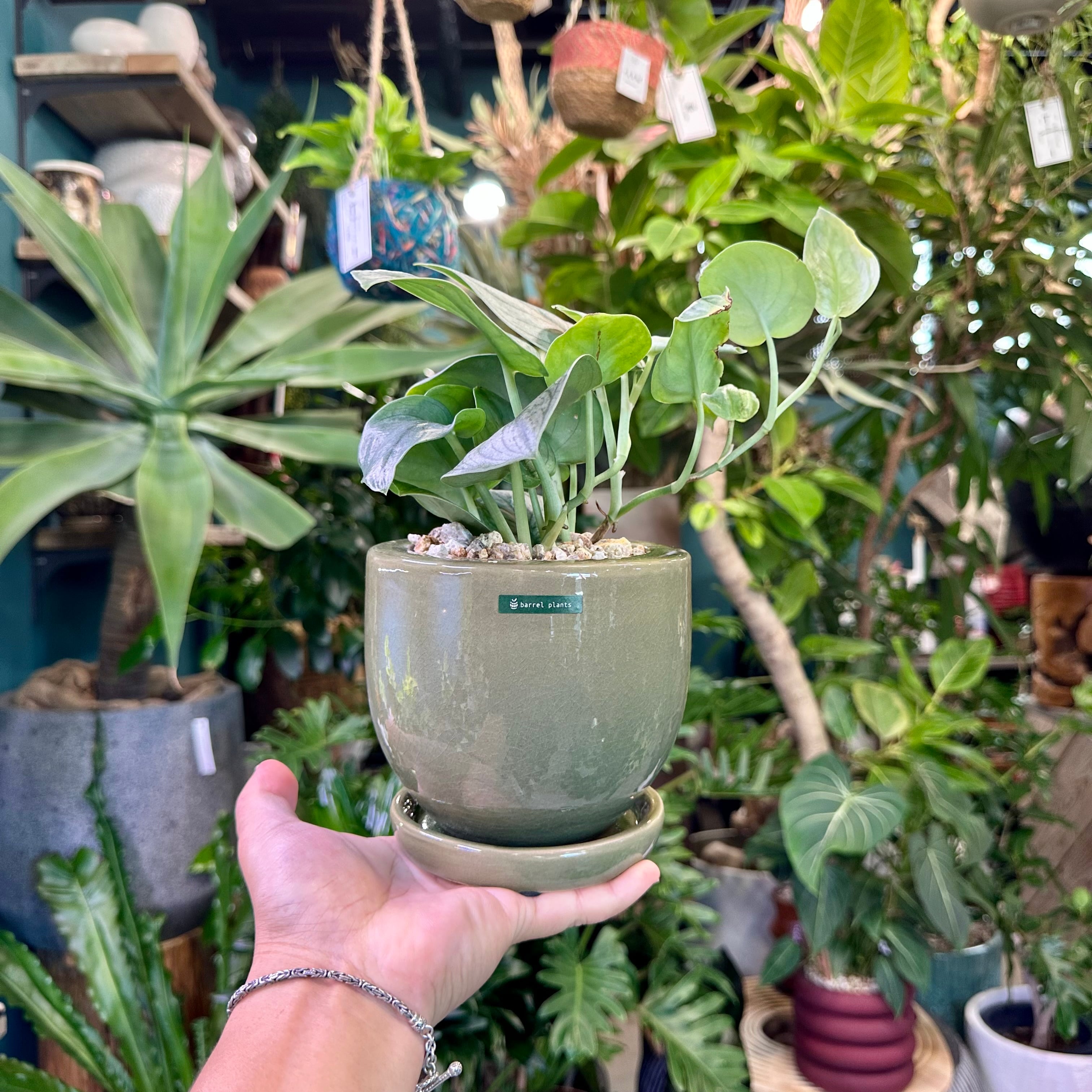スキンダプサス | barrelplants_BONSAI