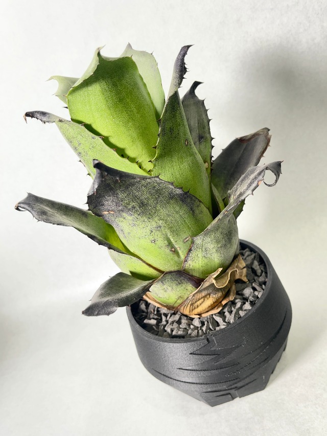 レオポルドホルスティ・ブラックフォーム