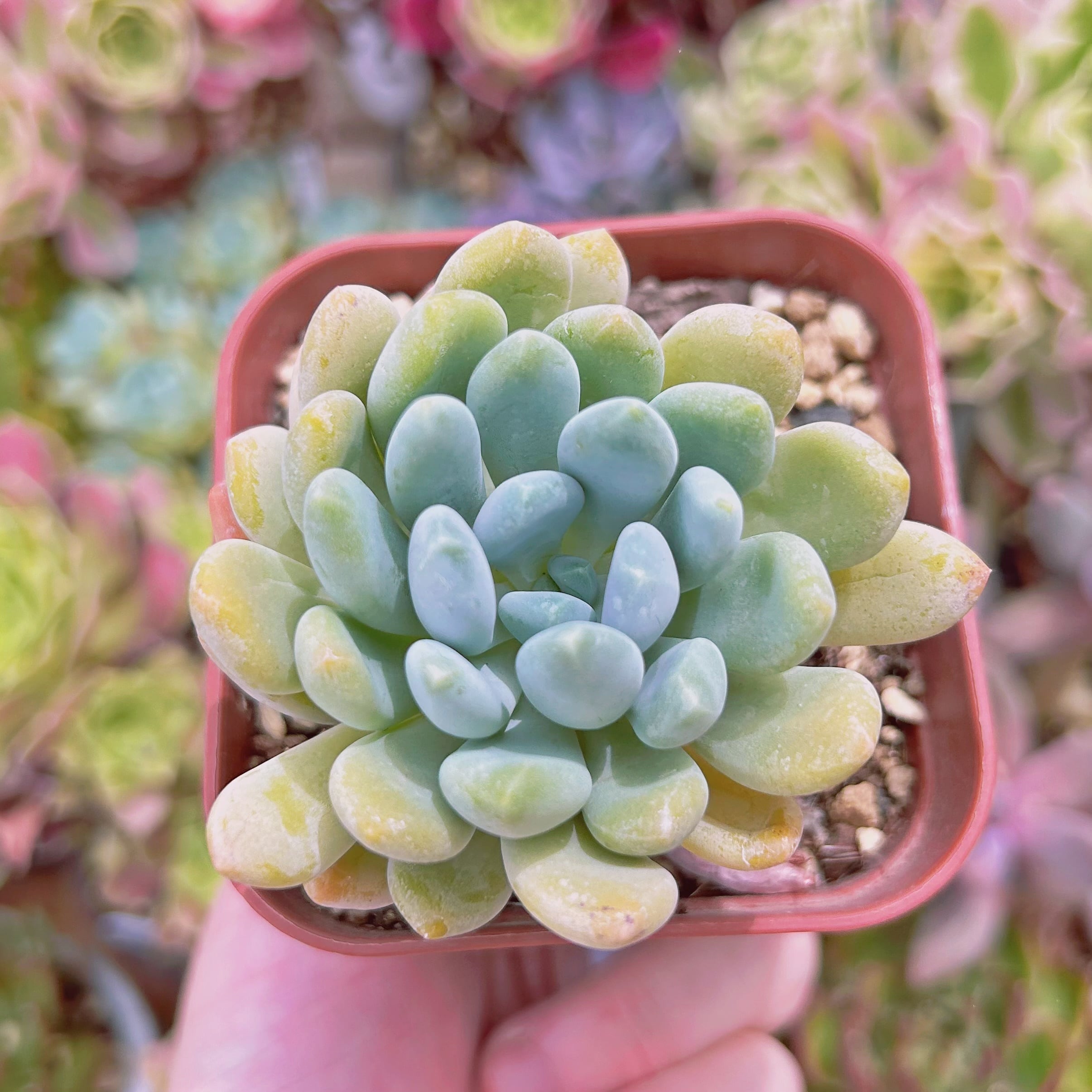 #043現物　多肉植物　灯美人　抜き苗