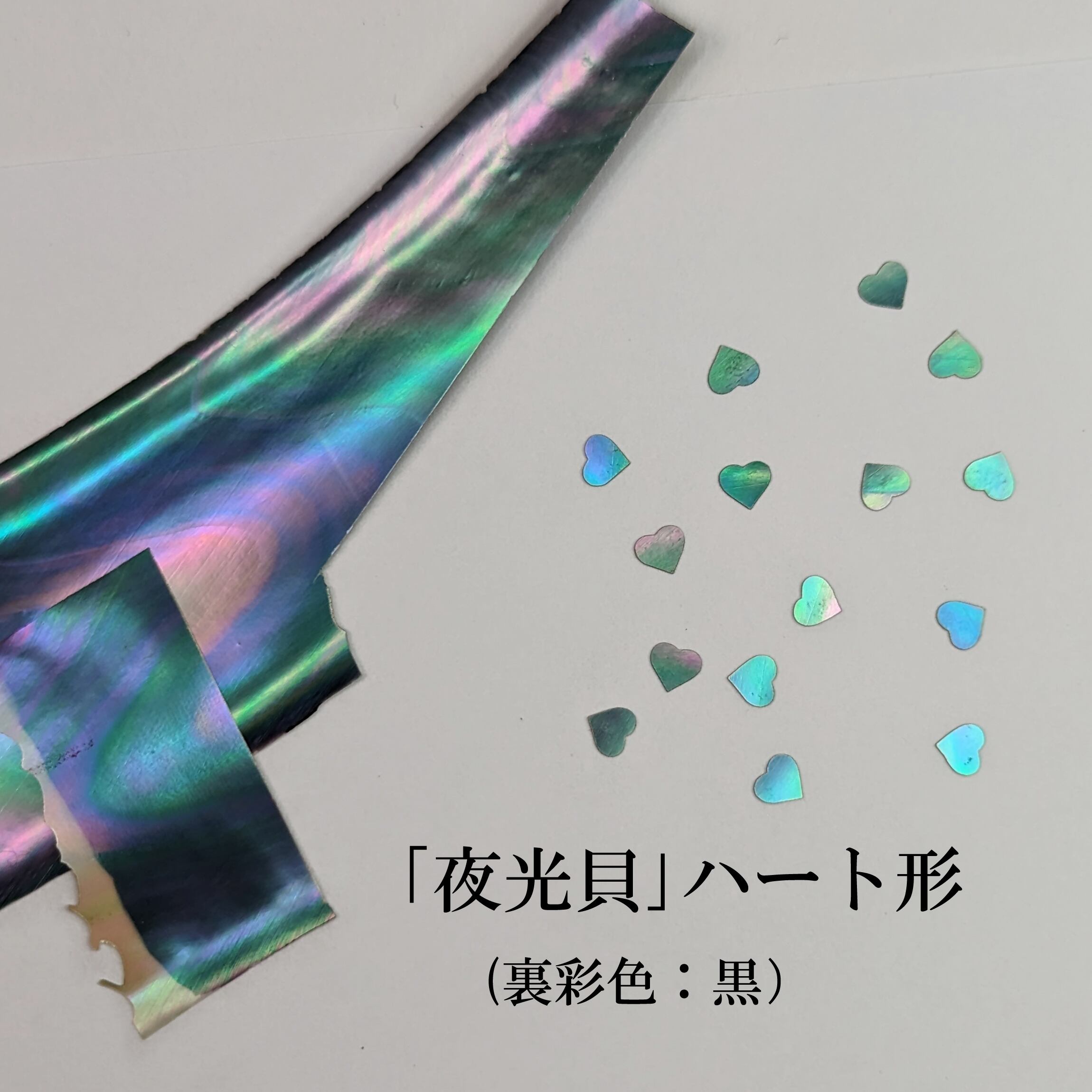 夜光貝」螺鈿細工用の薄貝（長さ約15㎝）小1枚 | 華うるし