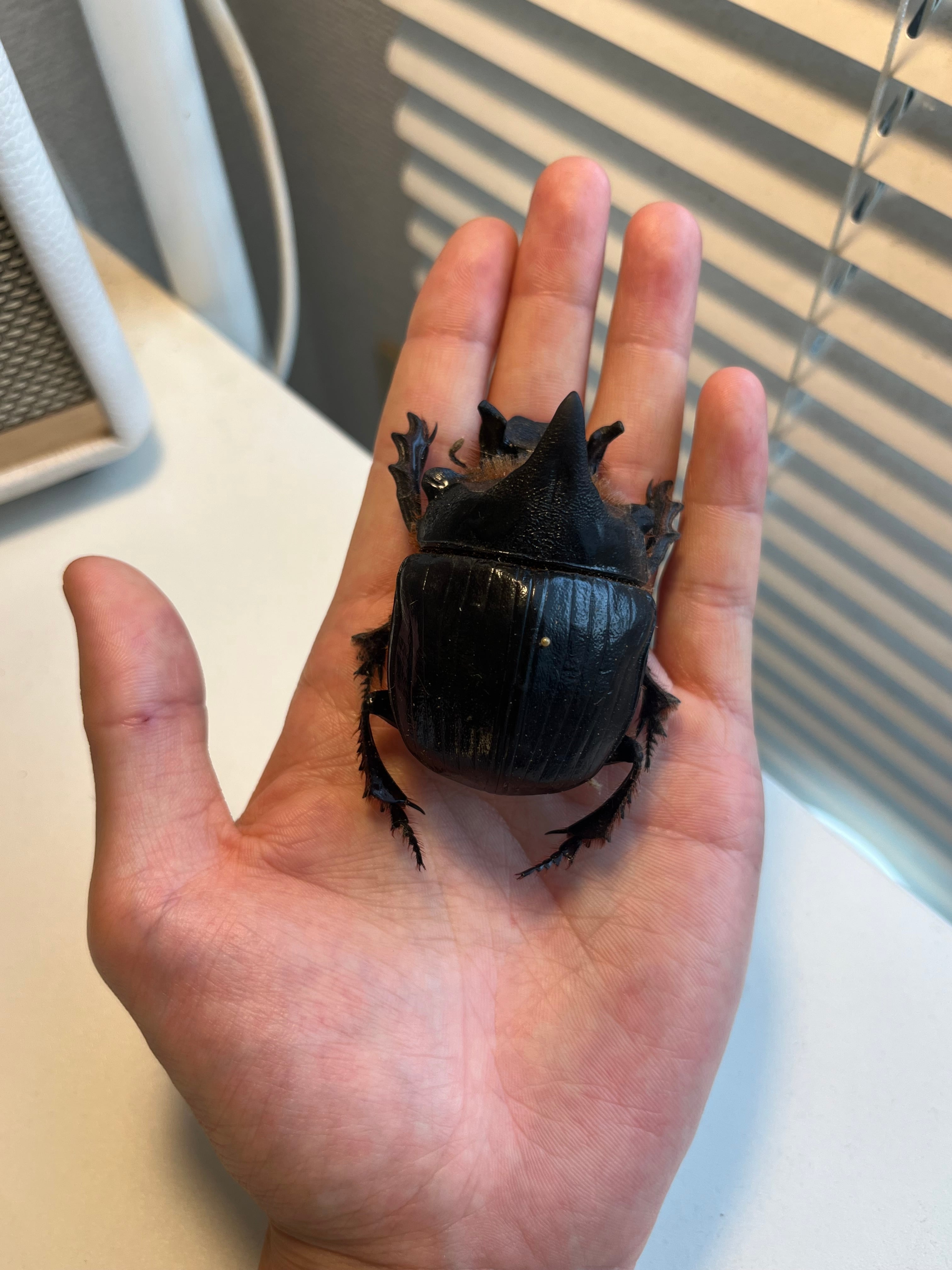 【23mm♂】アメジストニジダイコクコガネフンチュウ糞虫昆虫標本甲虫 23mm♂】アメジストニジダイコクコガネフンチュウ糞虫昆虫標本甲虫