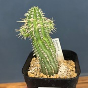 【現品】2026年 ユーフォルビア福袋 30,000円