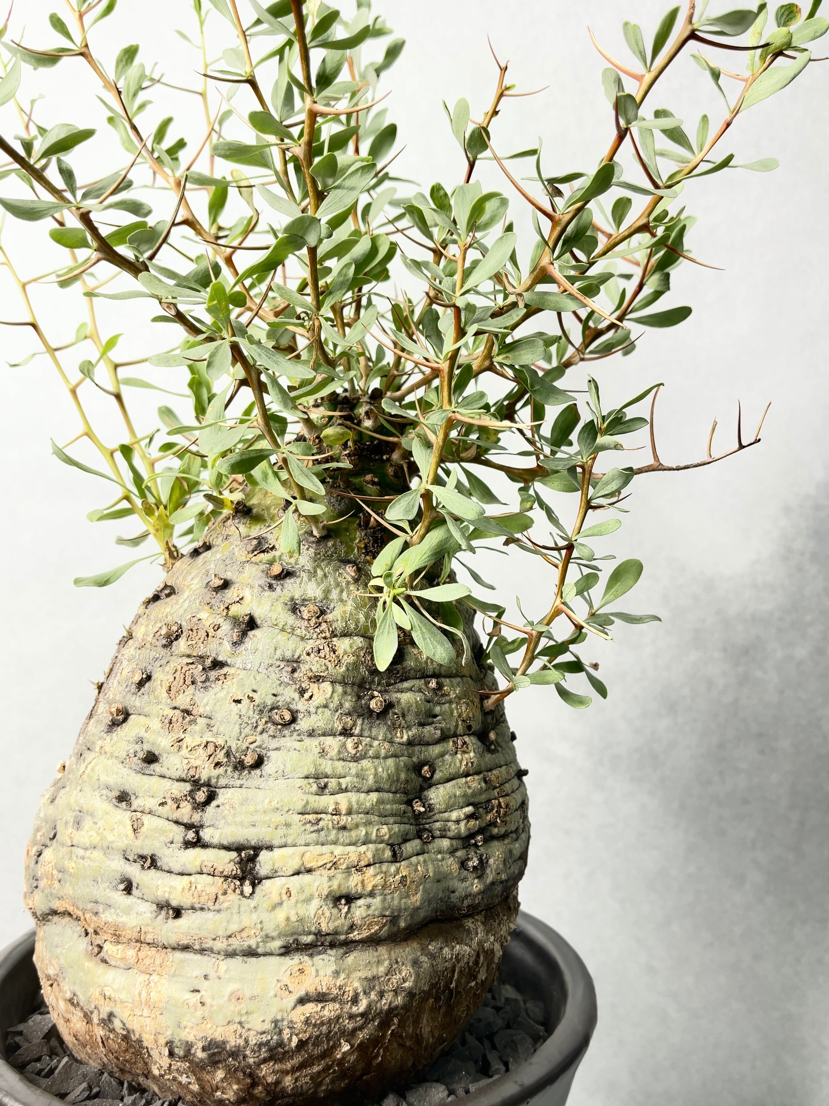 フォークイエリア・観峰玉 | trigger