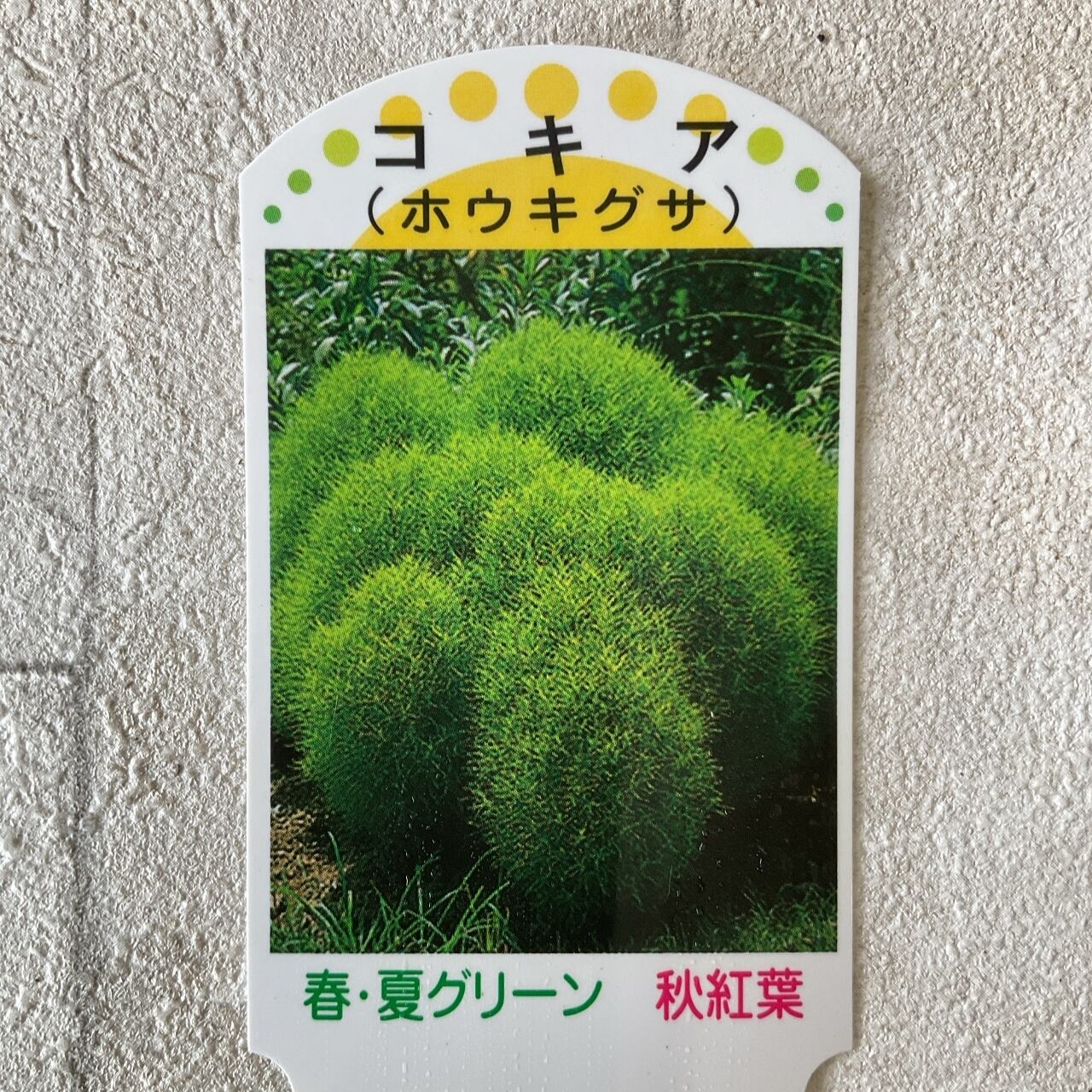 コキア ホウキグサ 橋本種苗園