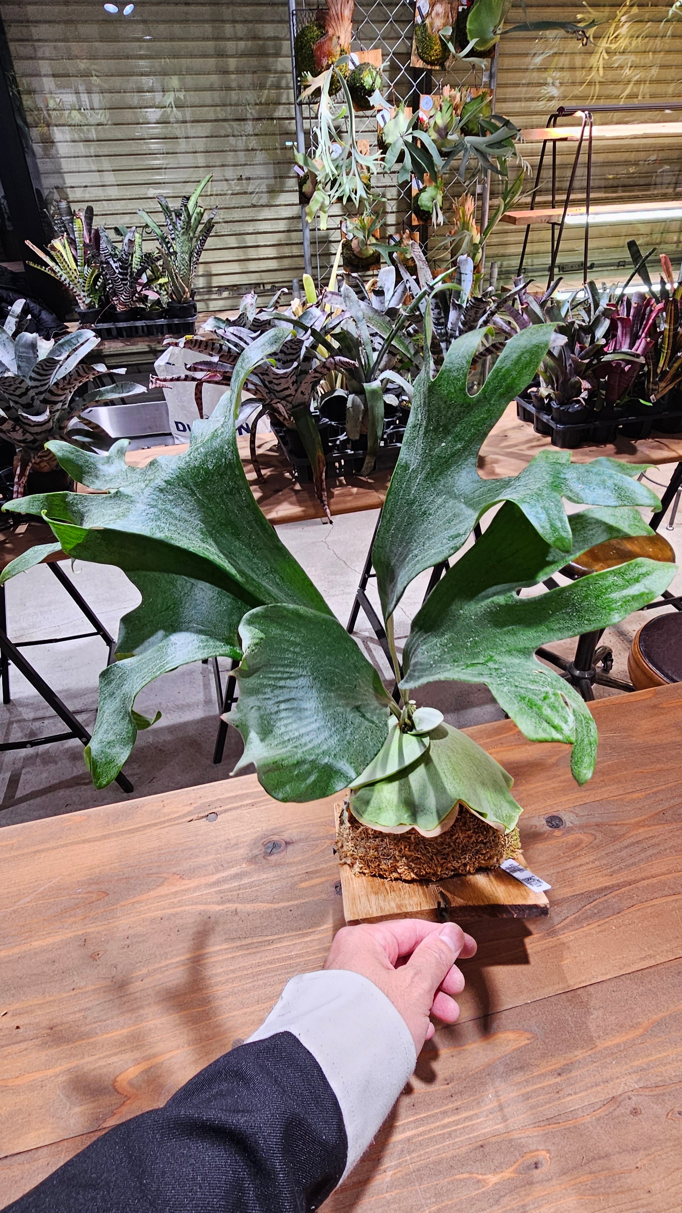 P.hillii 丼(From cv.YASU)【artPLANTs/PLANTS GARAGE】 ビカクシダ