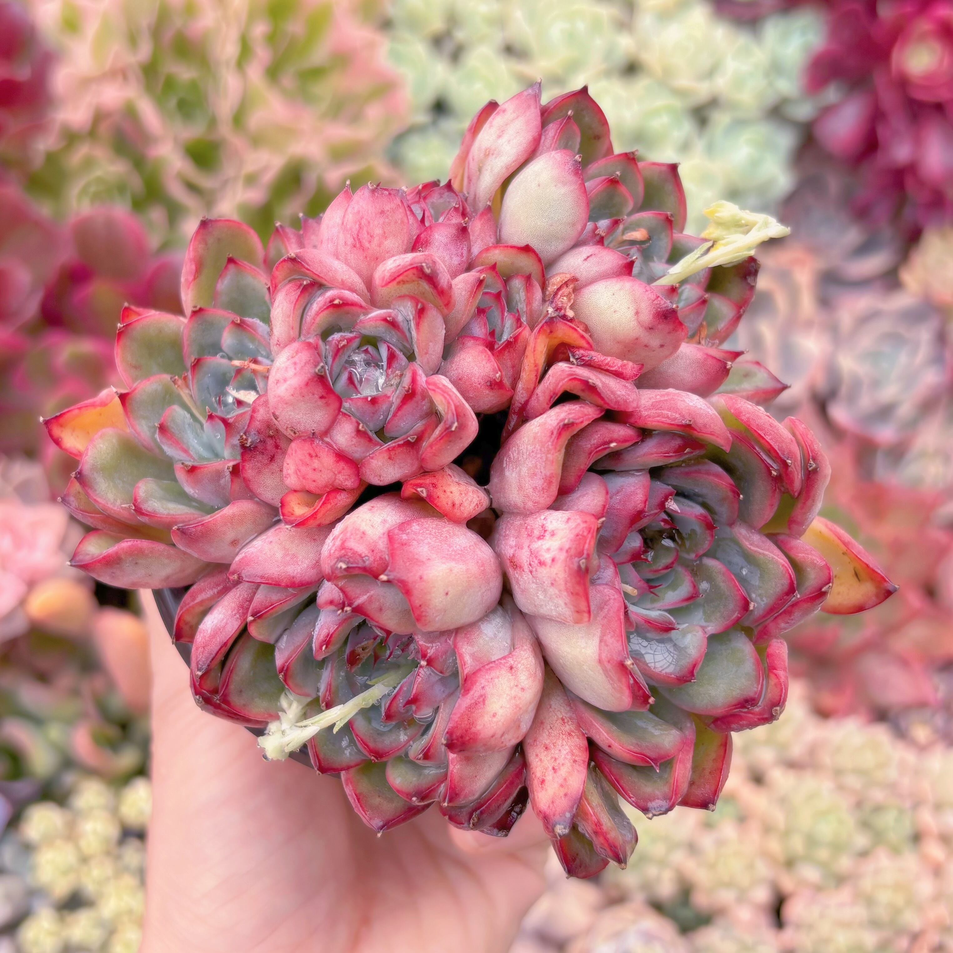 現品　荷花#757　群生　るる農園