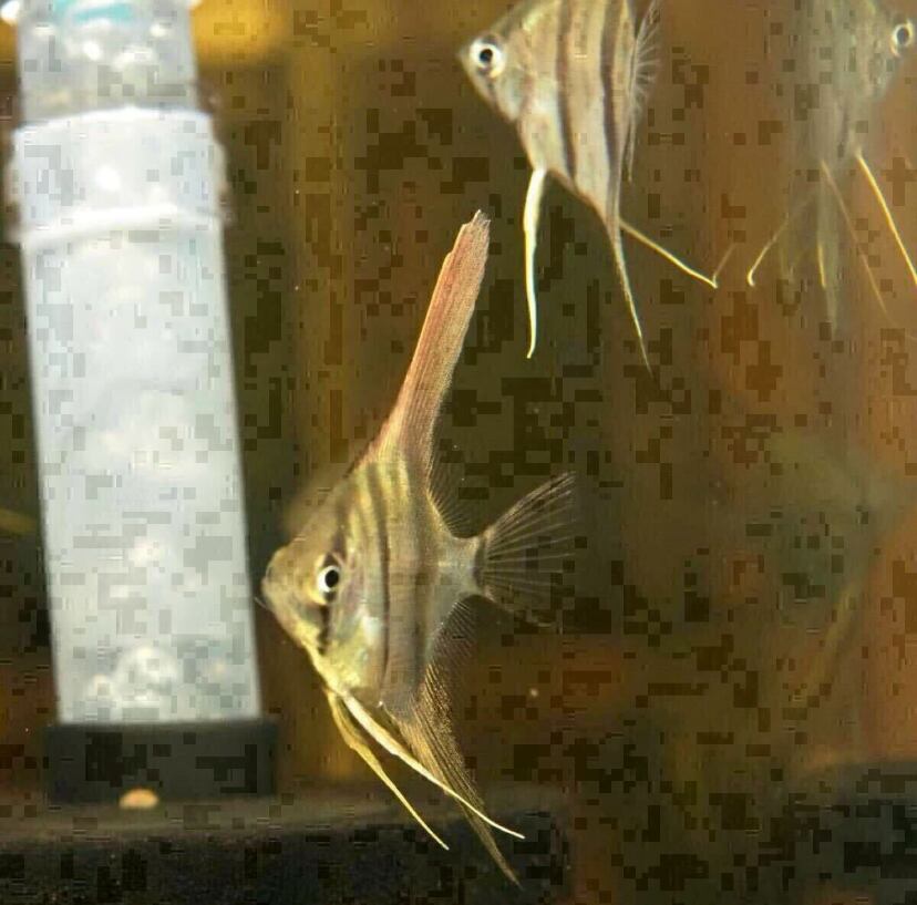 産卵中4匹セット】ネグロアルタムエンゼル サンタイザベル ブリードもの