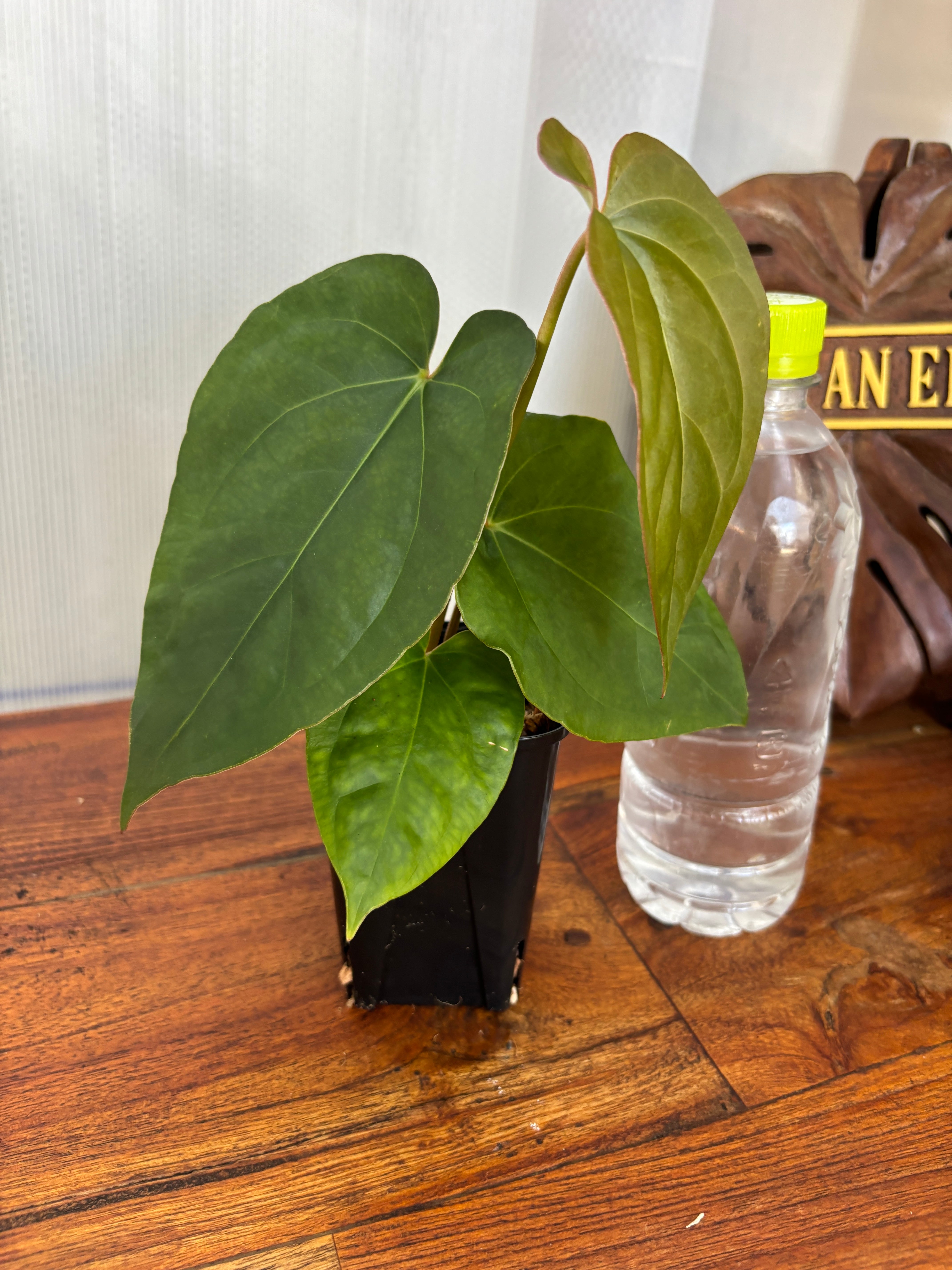 Anthurium | BALI-AN 園芸