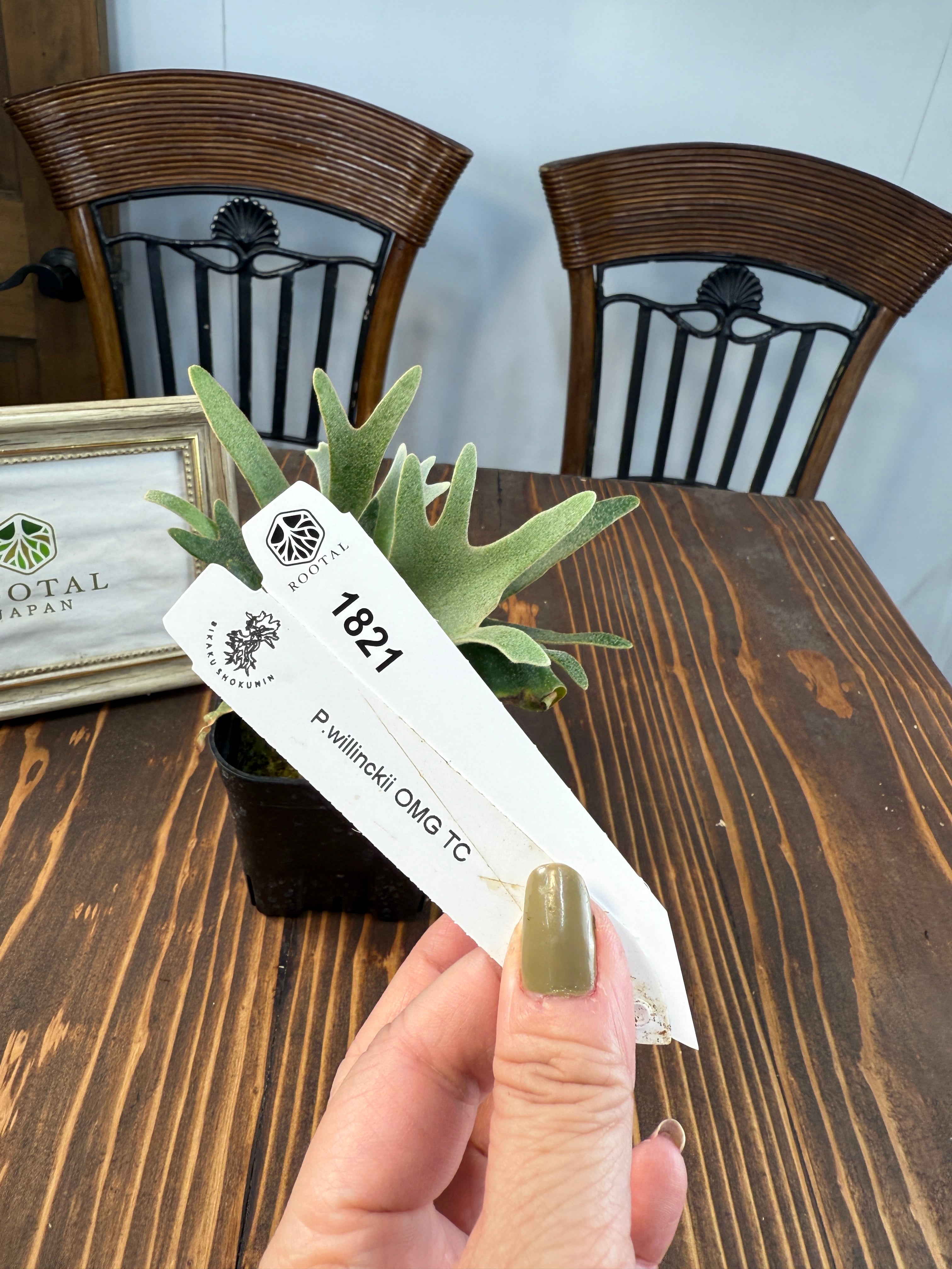 ★1821【驚嘆の造形美、OMGの名にふさわしく】ビカクシダ OMG TC