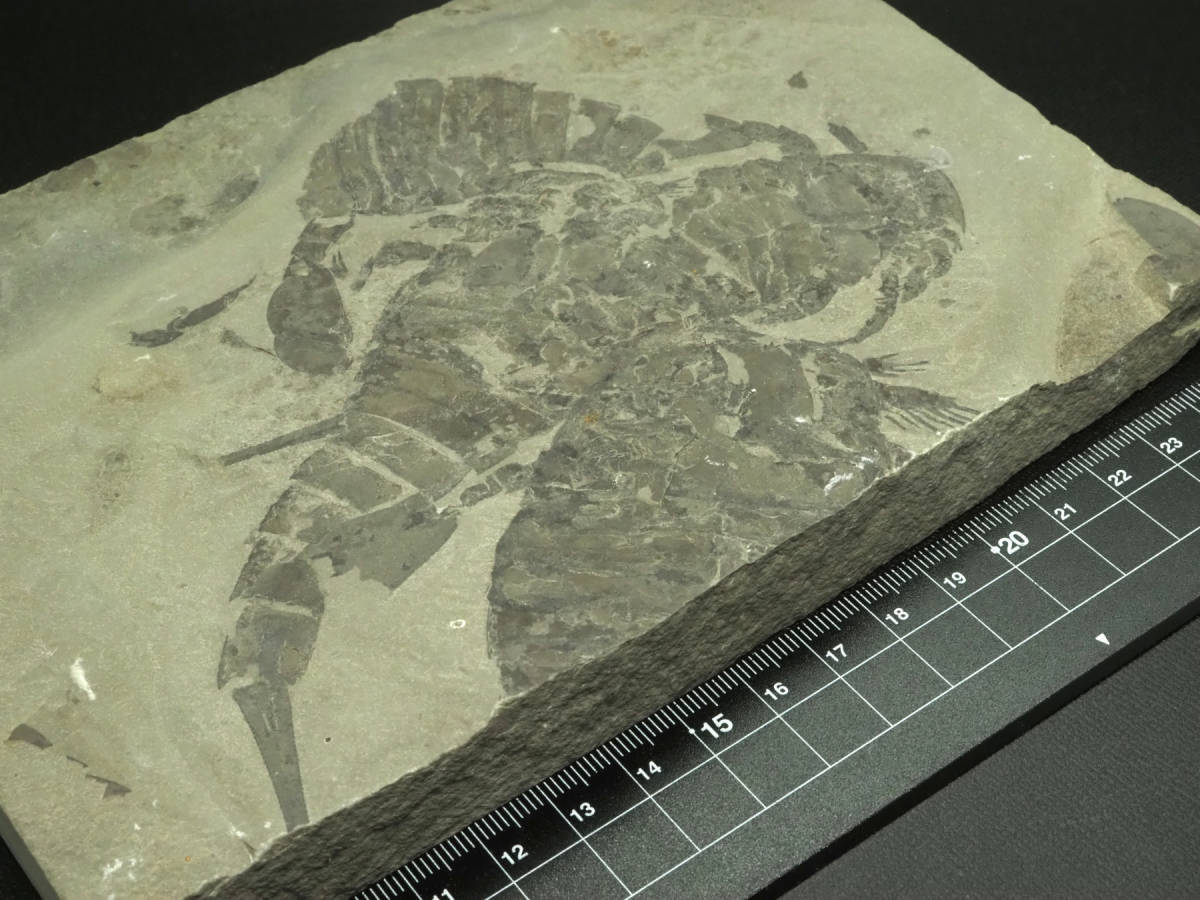 USA産！ウミサソリの化石Eurypterus remipesアメリカ