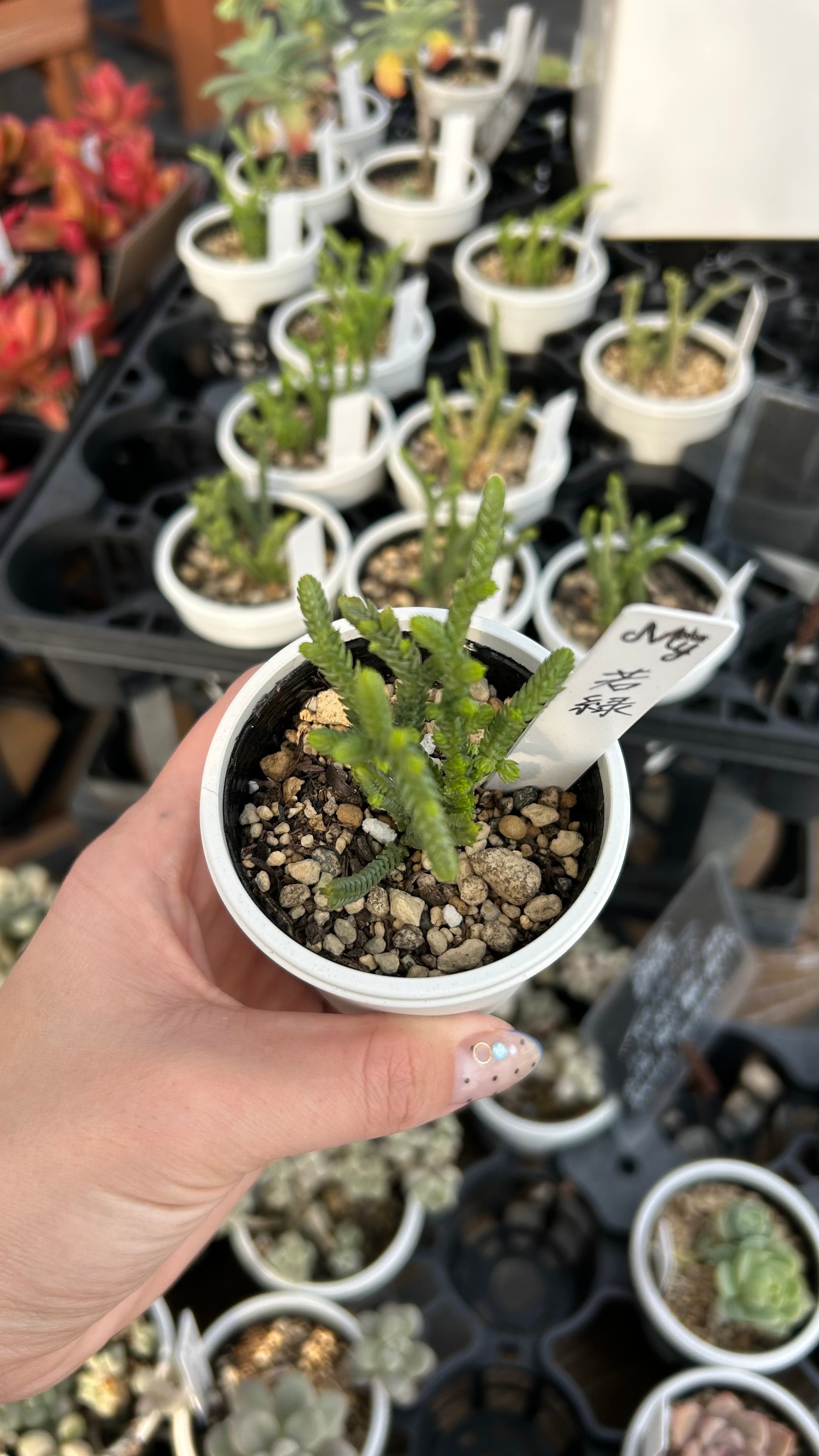 多肉植物 黒銅壺錦 アエオニウム レア 美苗 #黒d2 | PAY ID