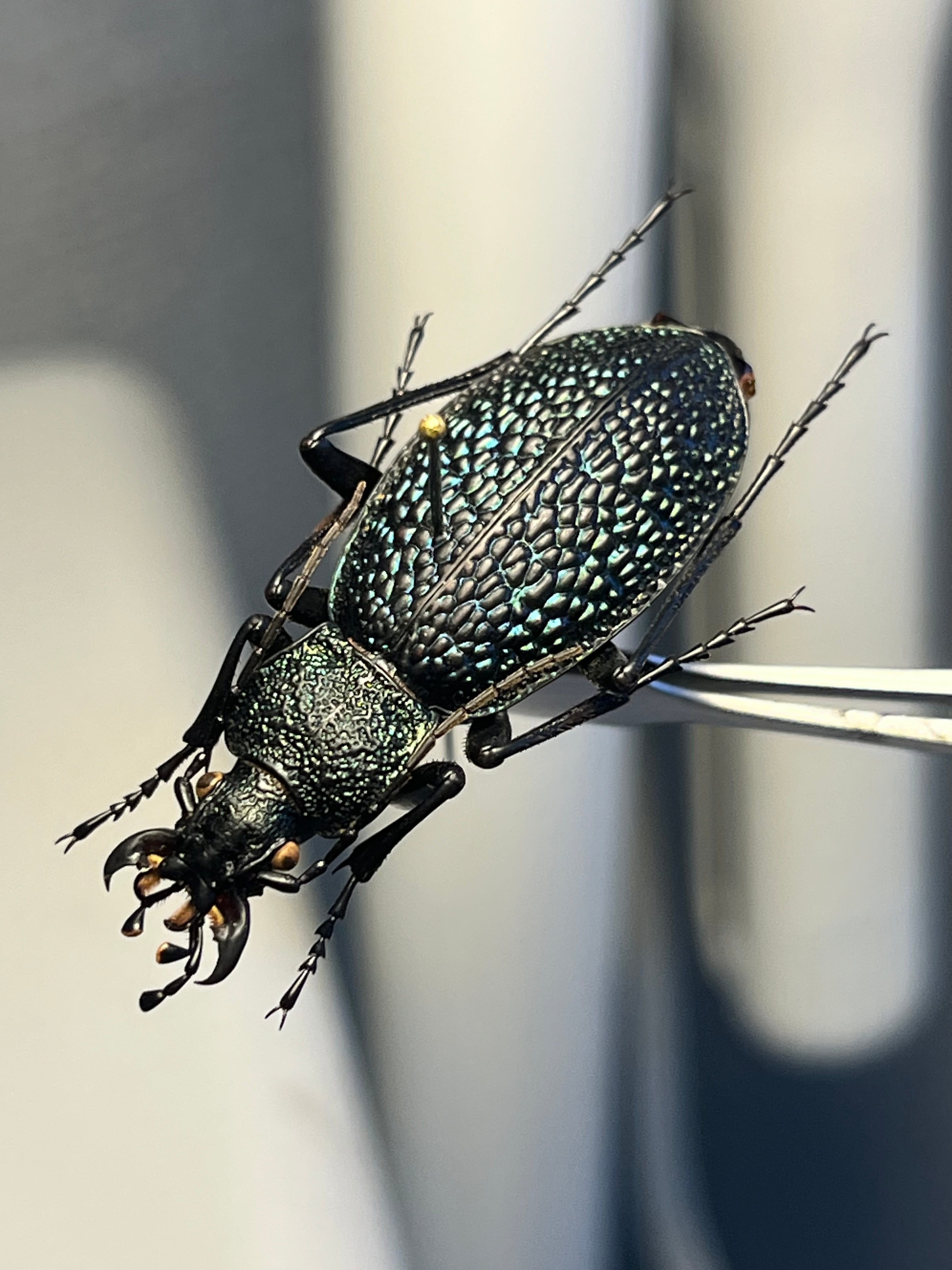 37mm】ボンヴロワキンオサムシ トルコ産 標本 イボハダオサムシ 青緑