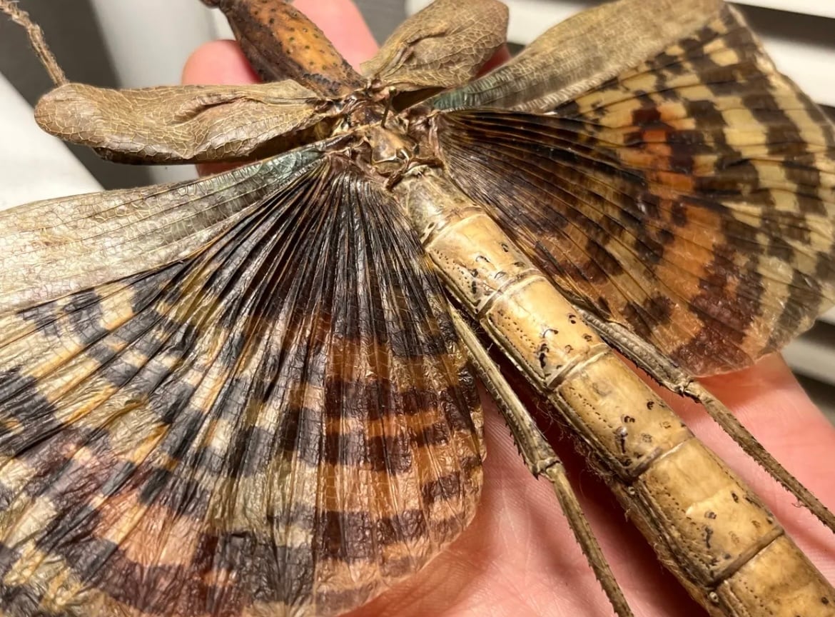 【200mm】ギガスオオトビナナフシの昆虫標本 コノハムシカマキリマンテ 200mm】ギガスオオトビナナフシの昆虫標本 コノハムシカマキリ