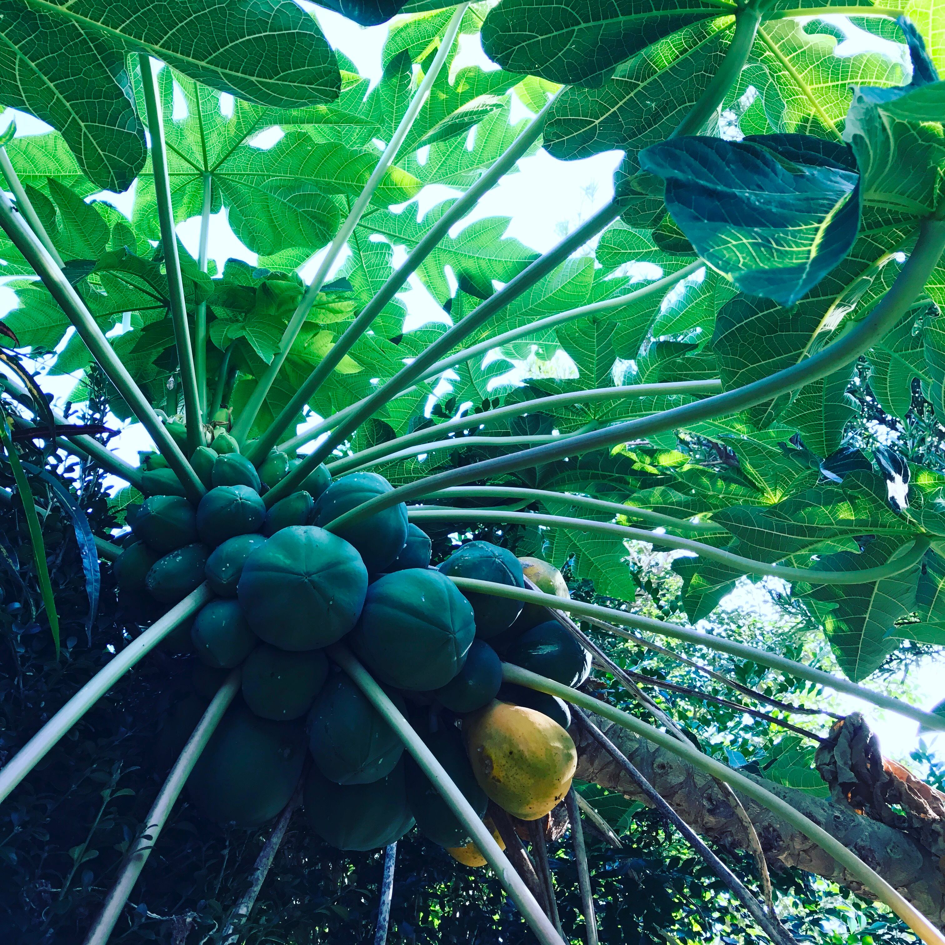 パパイヤ漬 (80g＊3袋) | 徳之島のお惣菜 みどりや