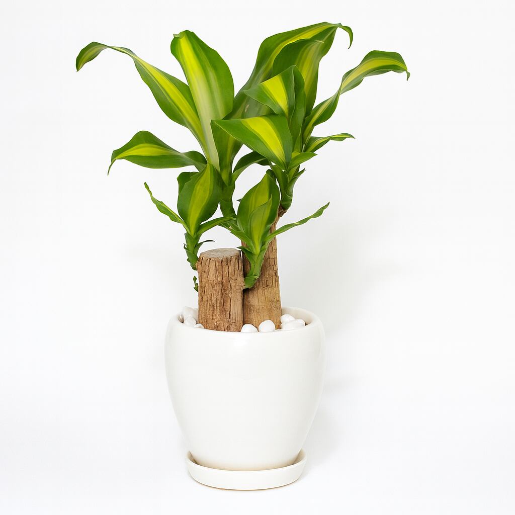 【お祝い・インテリア用】ドラセナ・マッサン 5号 陶器鉢