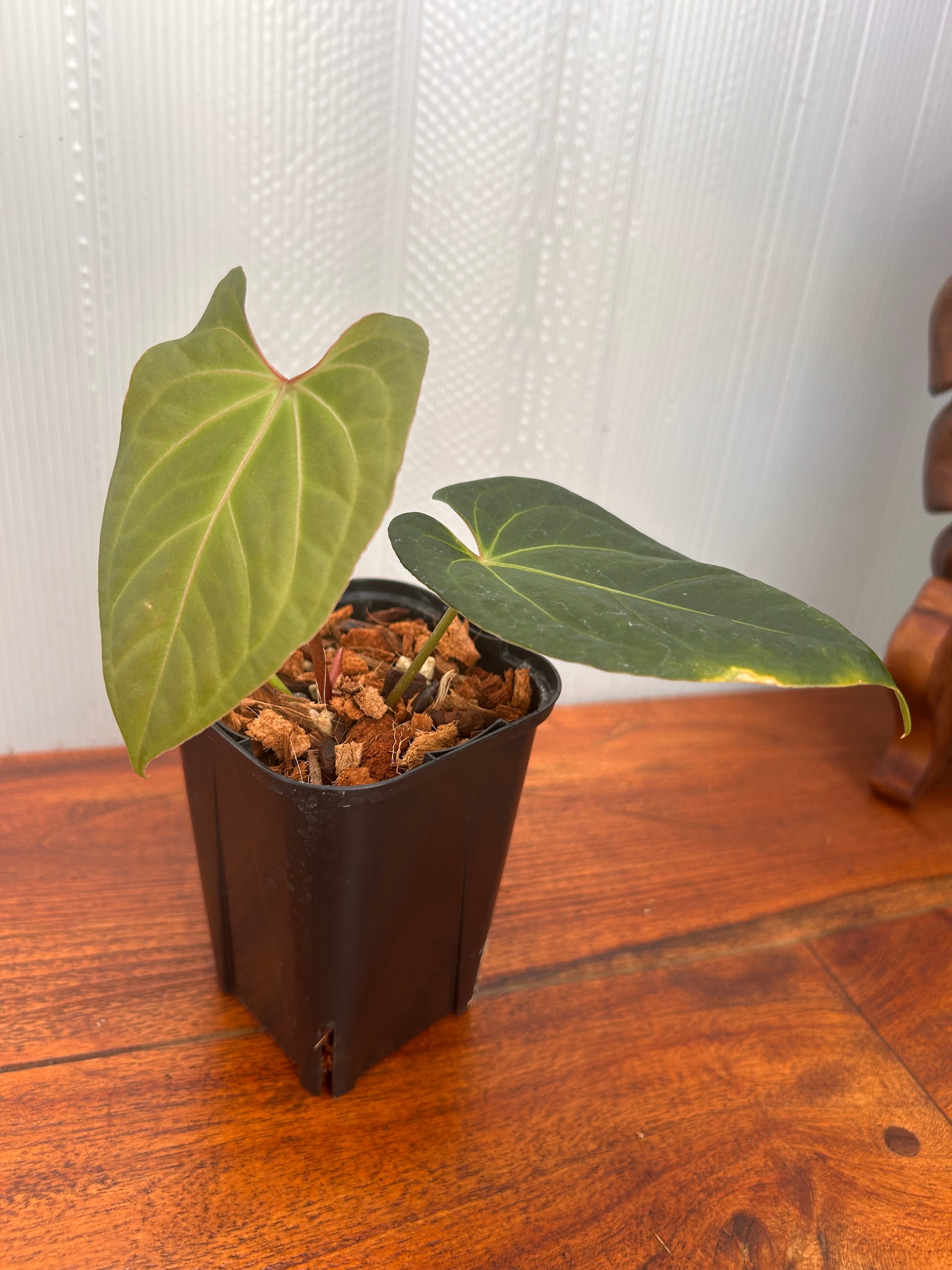 Anthurium | BALI-AN 園芸