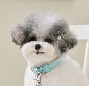 即納【stroll】Lumiere Collar (Powder Blue)