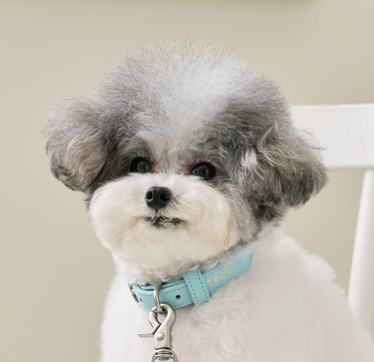 即納【stroll】Lumiere Collar (Powder Blue)
