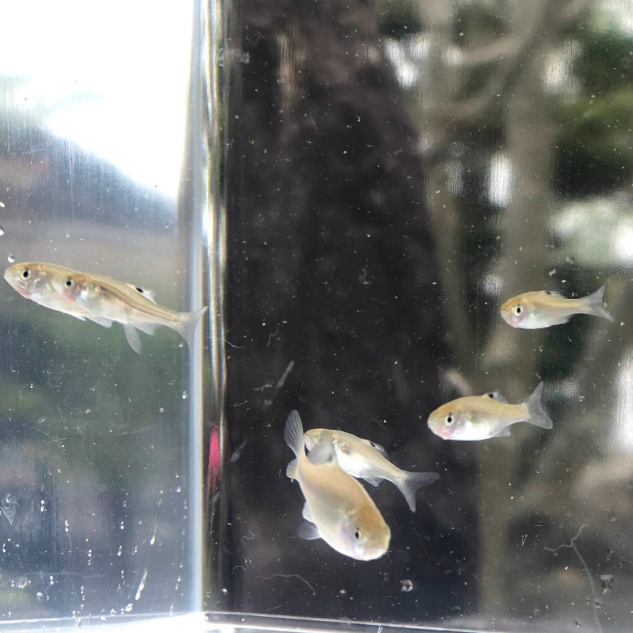 ※特盛セット※（淡水魚）カネヒラ　新仔（1ｃｍ±）　（30匹）【生体】