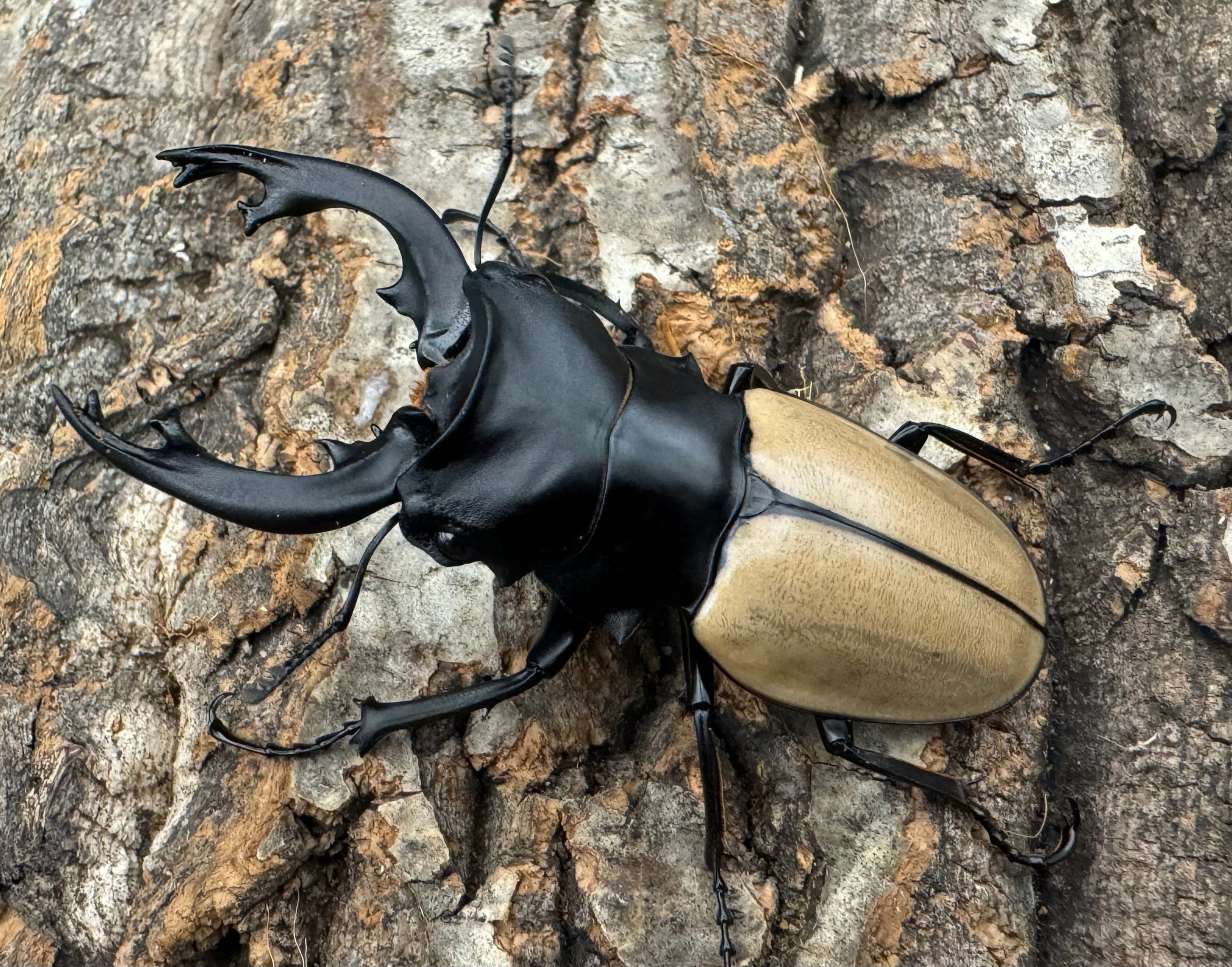 オオクワガタ専用超高カロリーマット 生オガ特殊発酵 15種類の栄養