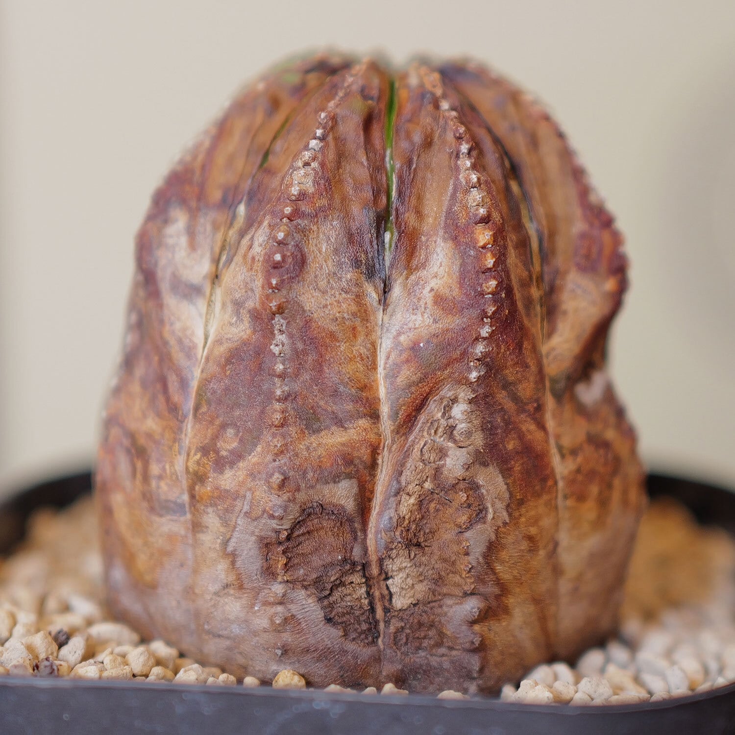 超ラギット オベサ / 木質化 ユーフォルビア | LIGHTHOUSE.PLANTS