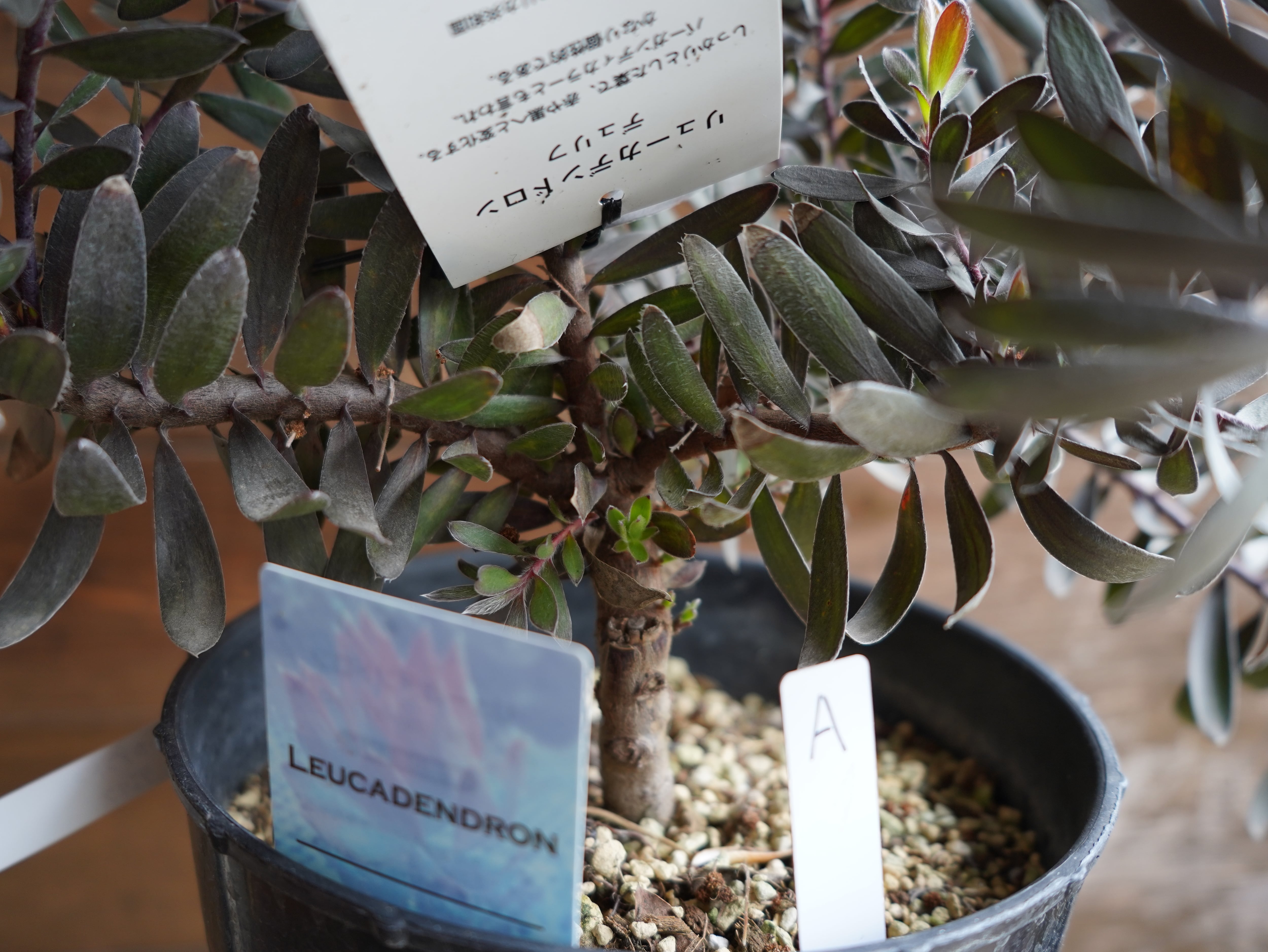【現物】リューカデンドロン　”デュリフ”　7号　A