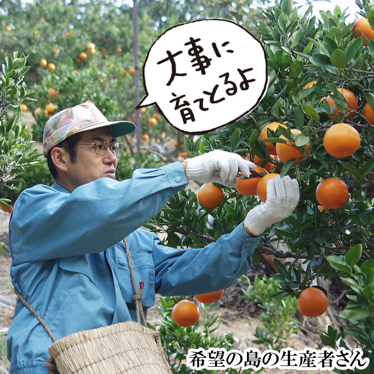 希望の島 中島まどんな 贈答用 大玉 5kg 紅まどんなと同品種 愛媛 中島