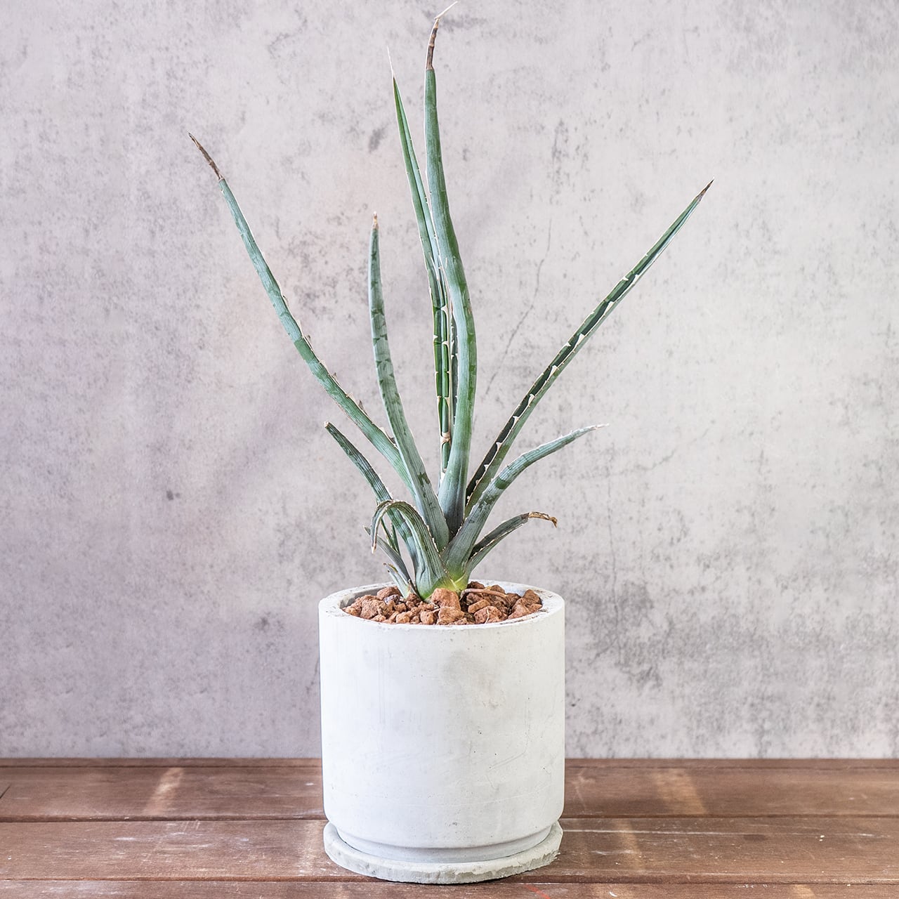 鋭い棘と細い葉が放射状に伸びるアガベ・キシロアカンサ。全長45cmの迫力ある姿を、質感の良い手づくりモルタル鉢に合わせました。|虫発生抑制|送料全国一律850円