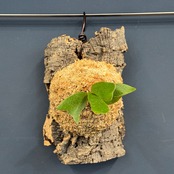 ビカクシダ　Platycerium alcicorne 板付け【220】