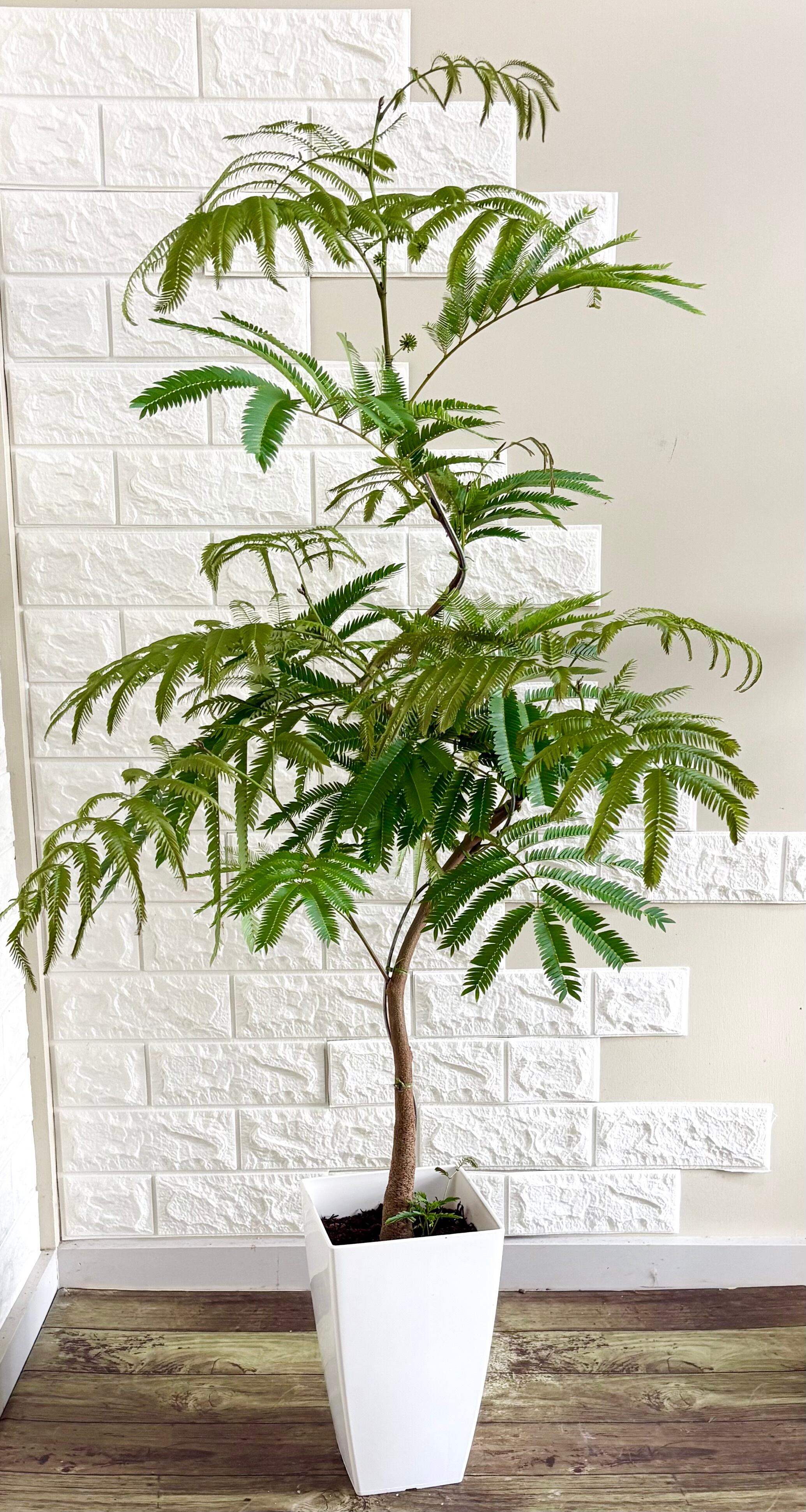 現品】エバーフレッシュ 曲がり樹形 7号鉢 観葉植物 | 観葉植物のお店