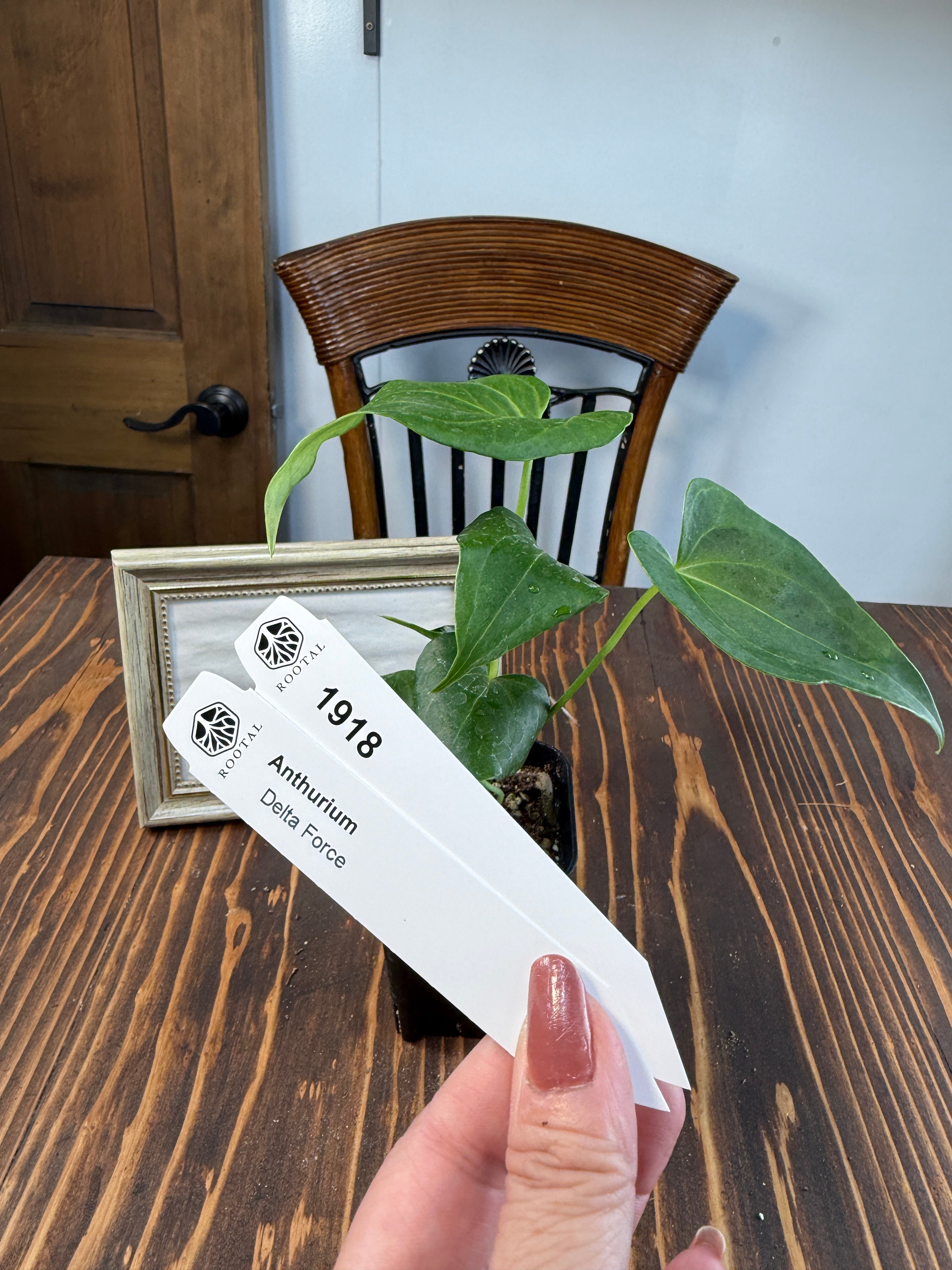 ★1918【上品さを感じるひと株】アンスリウムデルタフォース(75㎜ロングポット)