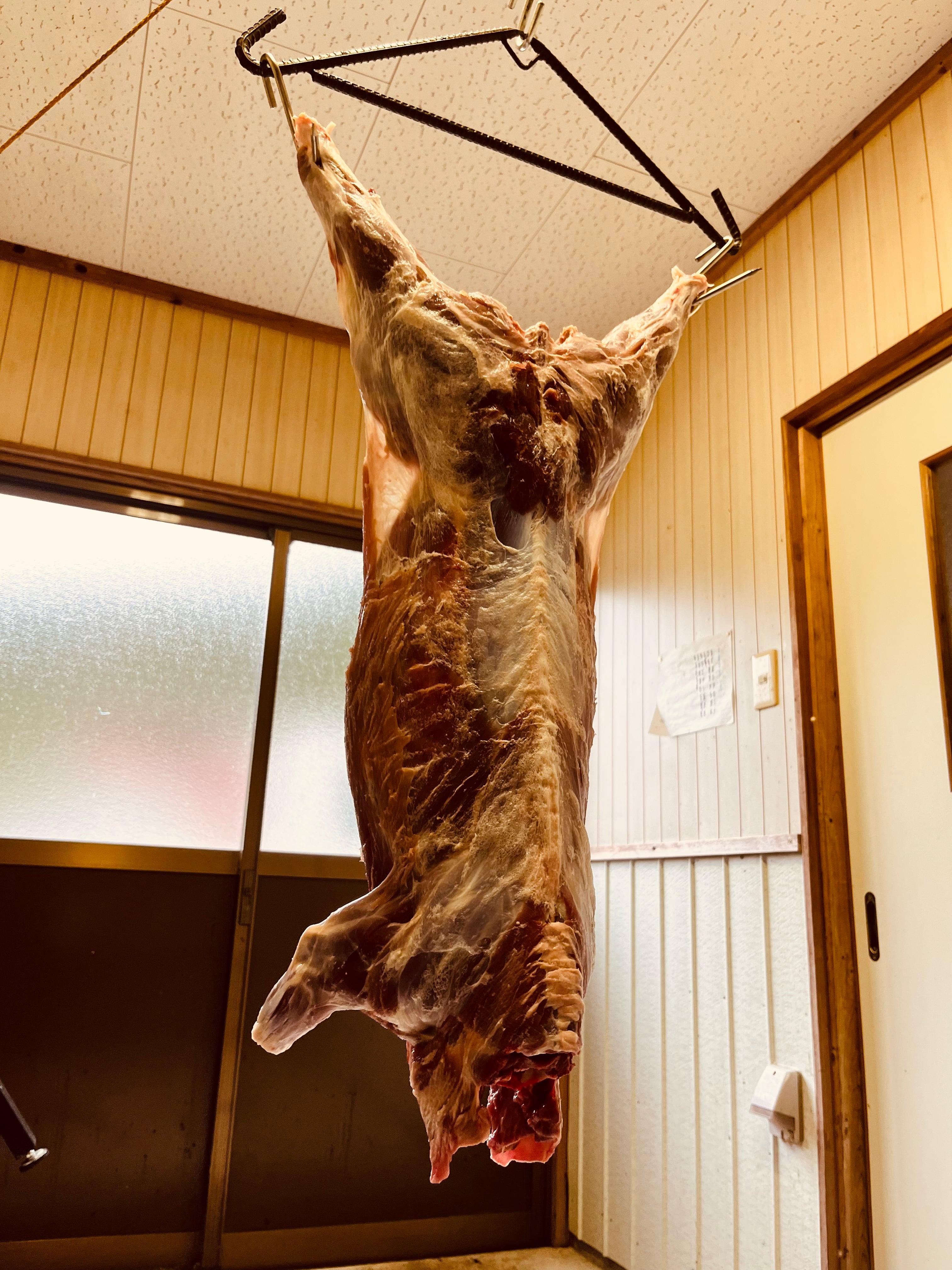 丸焼き用猪