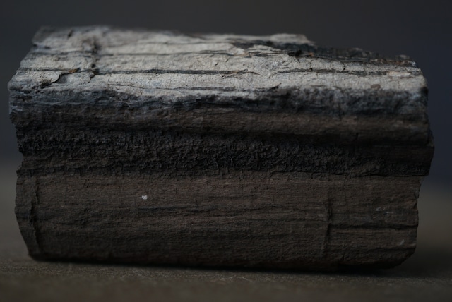 チェコ産珪化木 Dadoxylon sp. 1772