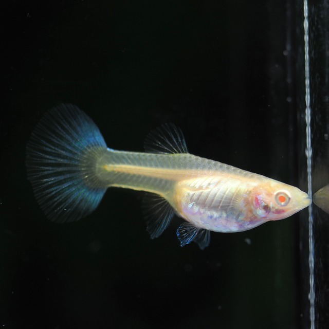 【現物】上物RREAアクアマリンレッドテールタキシードリボン　1カルテット