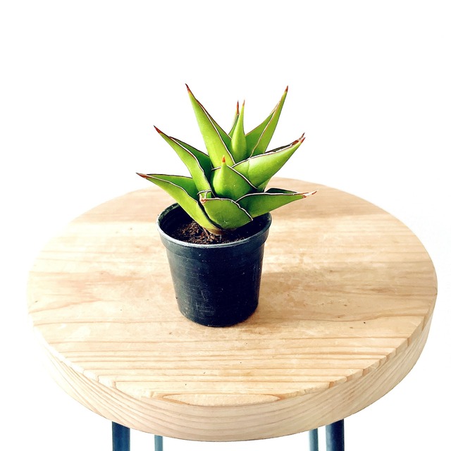 《希少》サンスベリア タワー 観葉植物 calm cafe